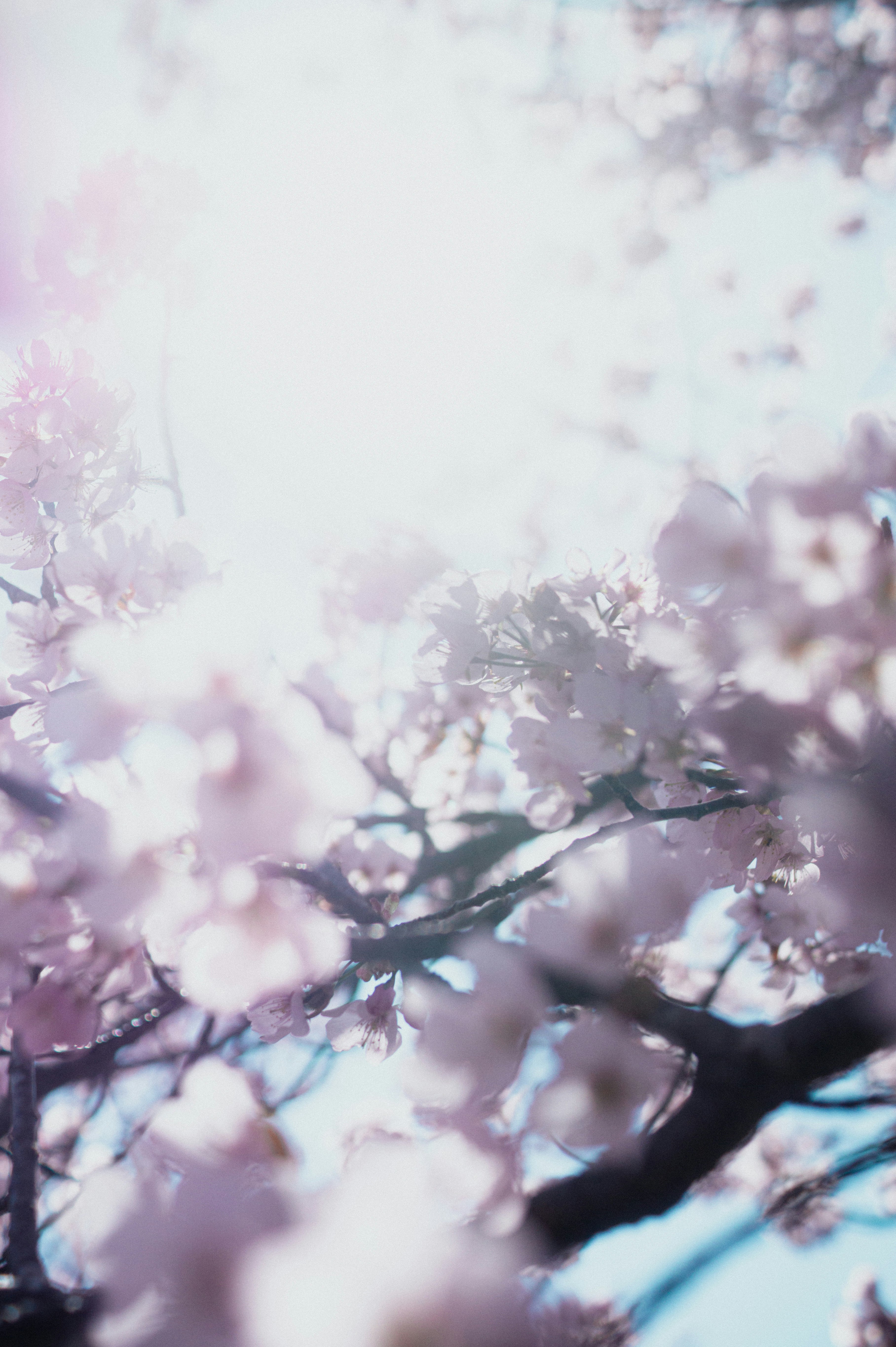 桜の花が咲き誇る枝先のクローズアップ