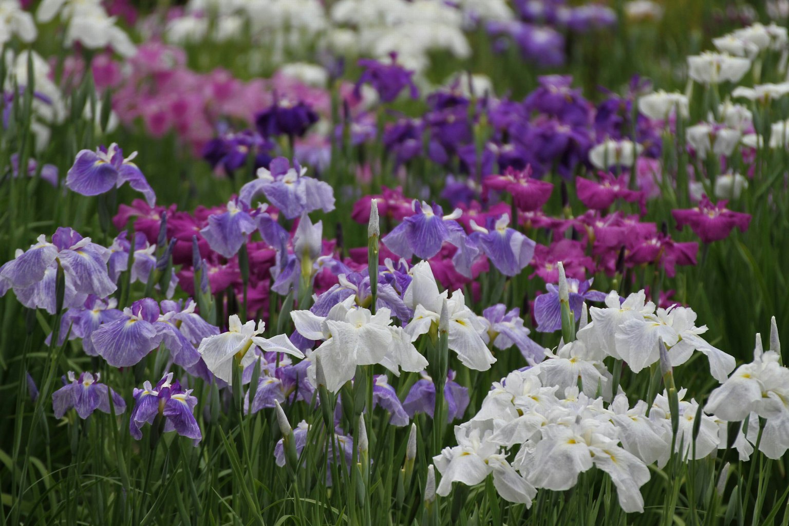 A vibrant display of blooming iris flowers in purple, pink, and white