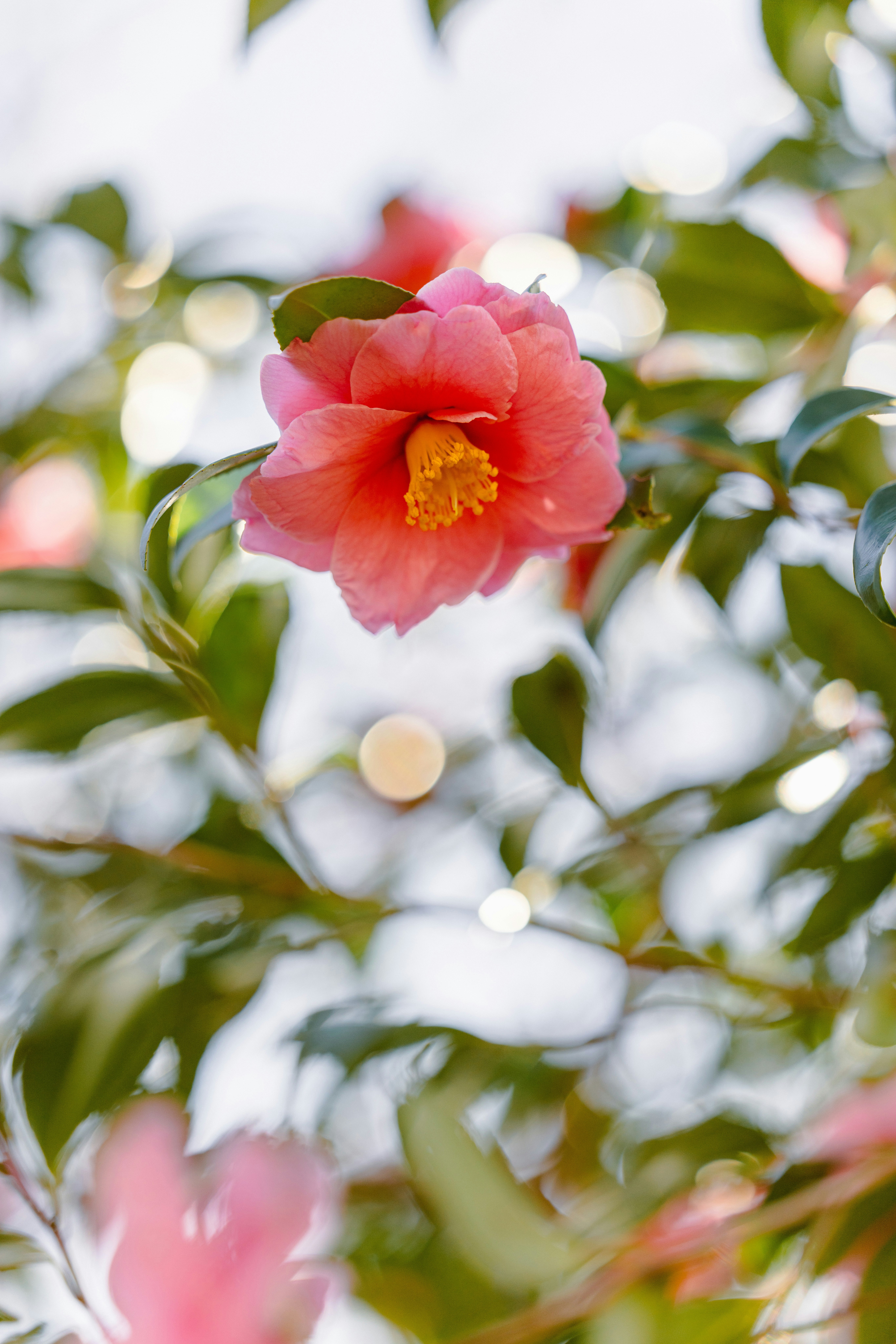 山茶花の花が枝に咲くボケのある風景