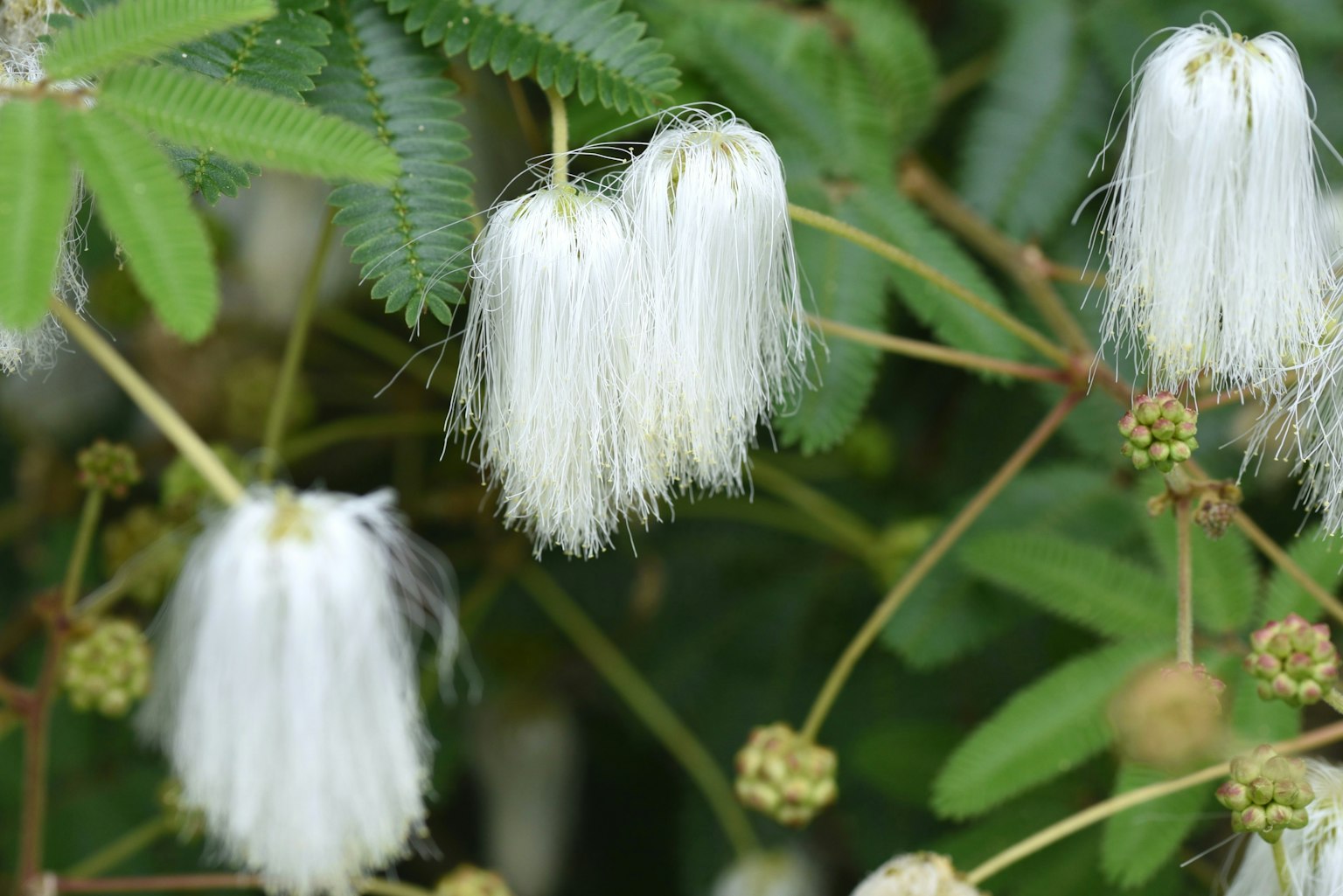 特写植物，具有独特的白色花朵