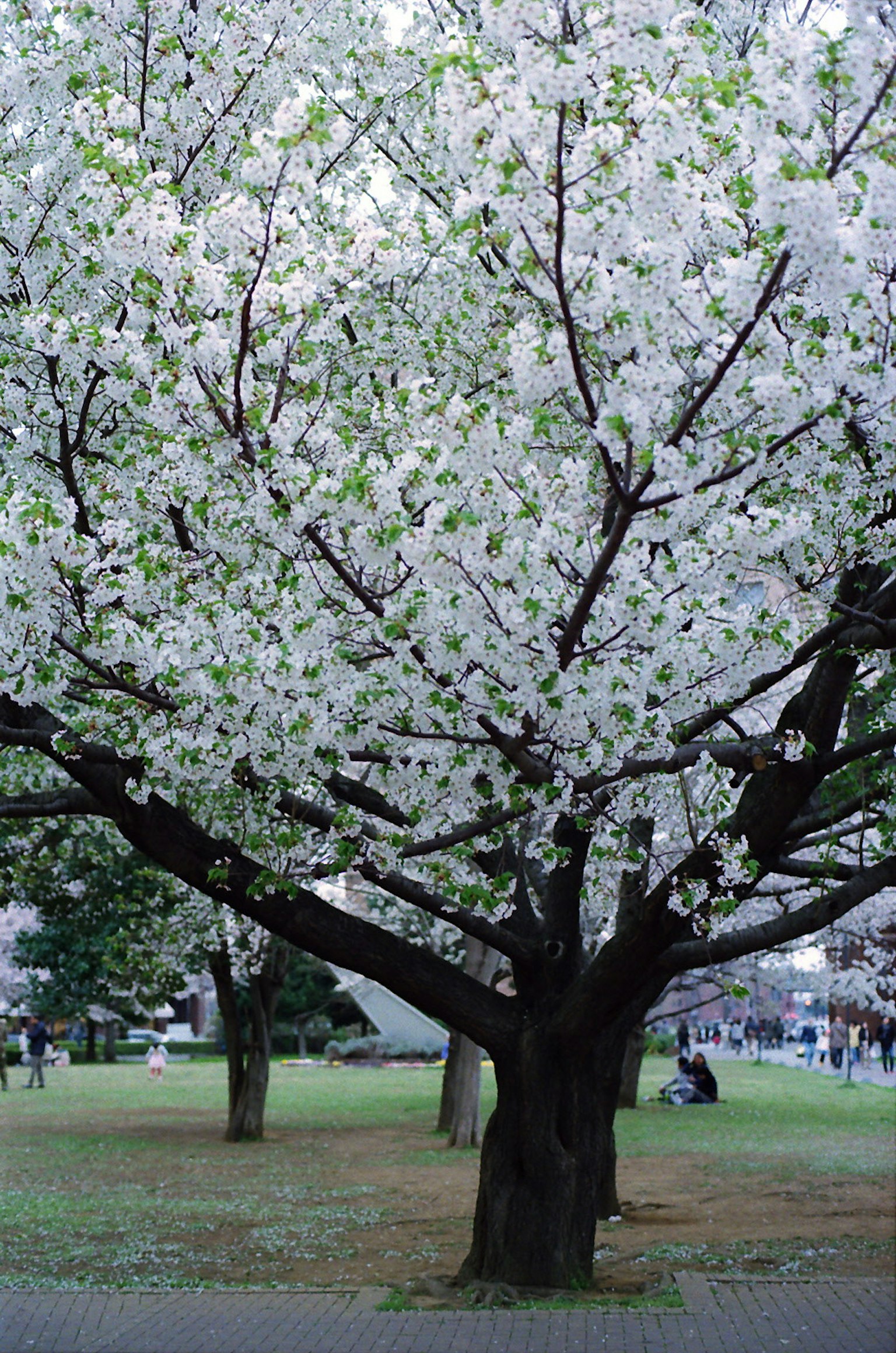 Albero di ciliegio in fiore con fiori bianchi e foglie verdi in un parco