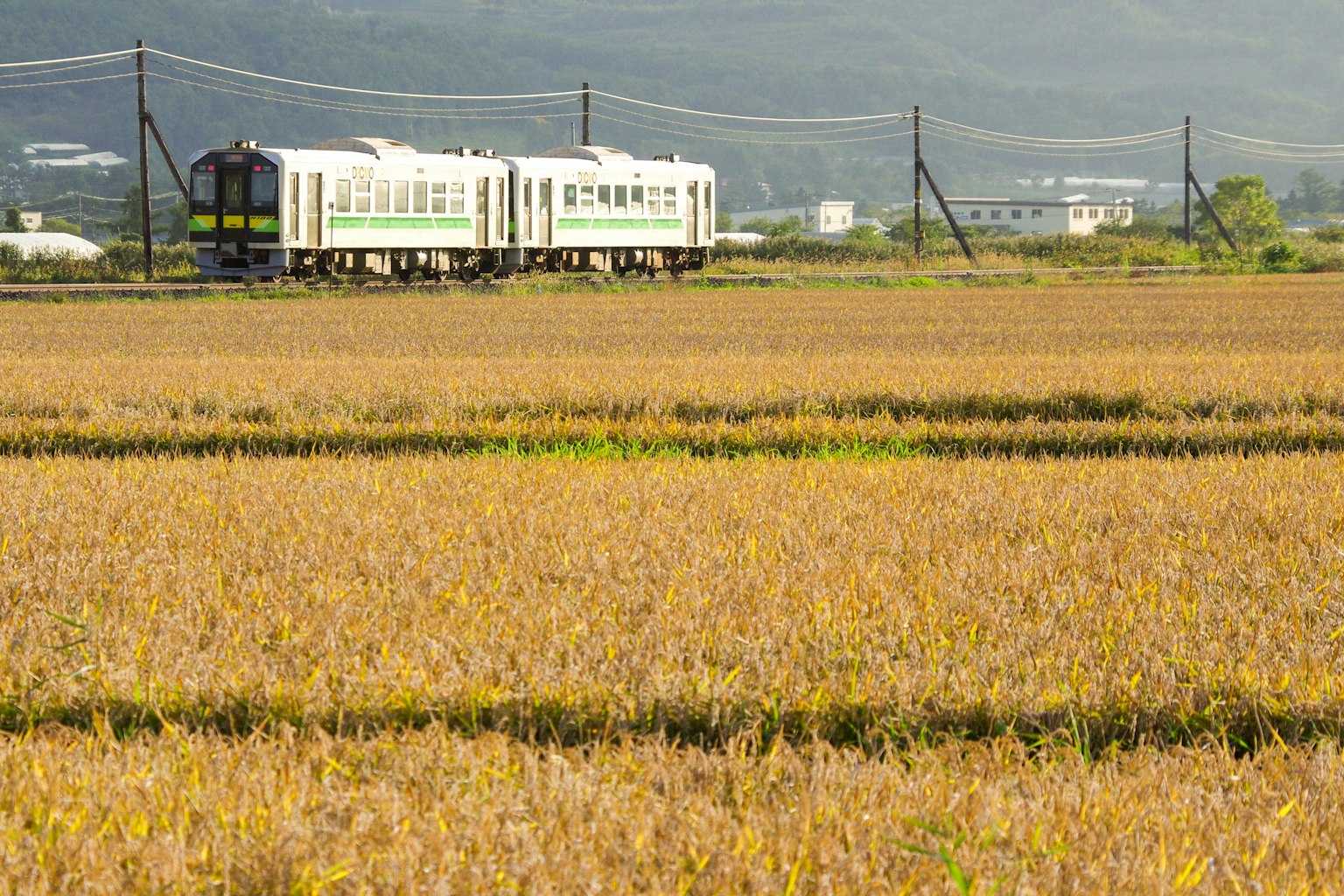 Tren que viaja a través de campos de arroz dorados