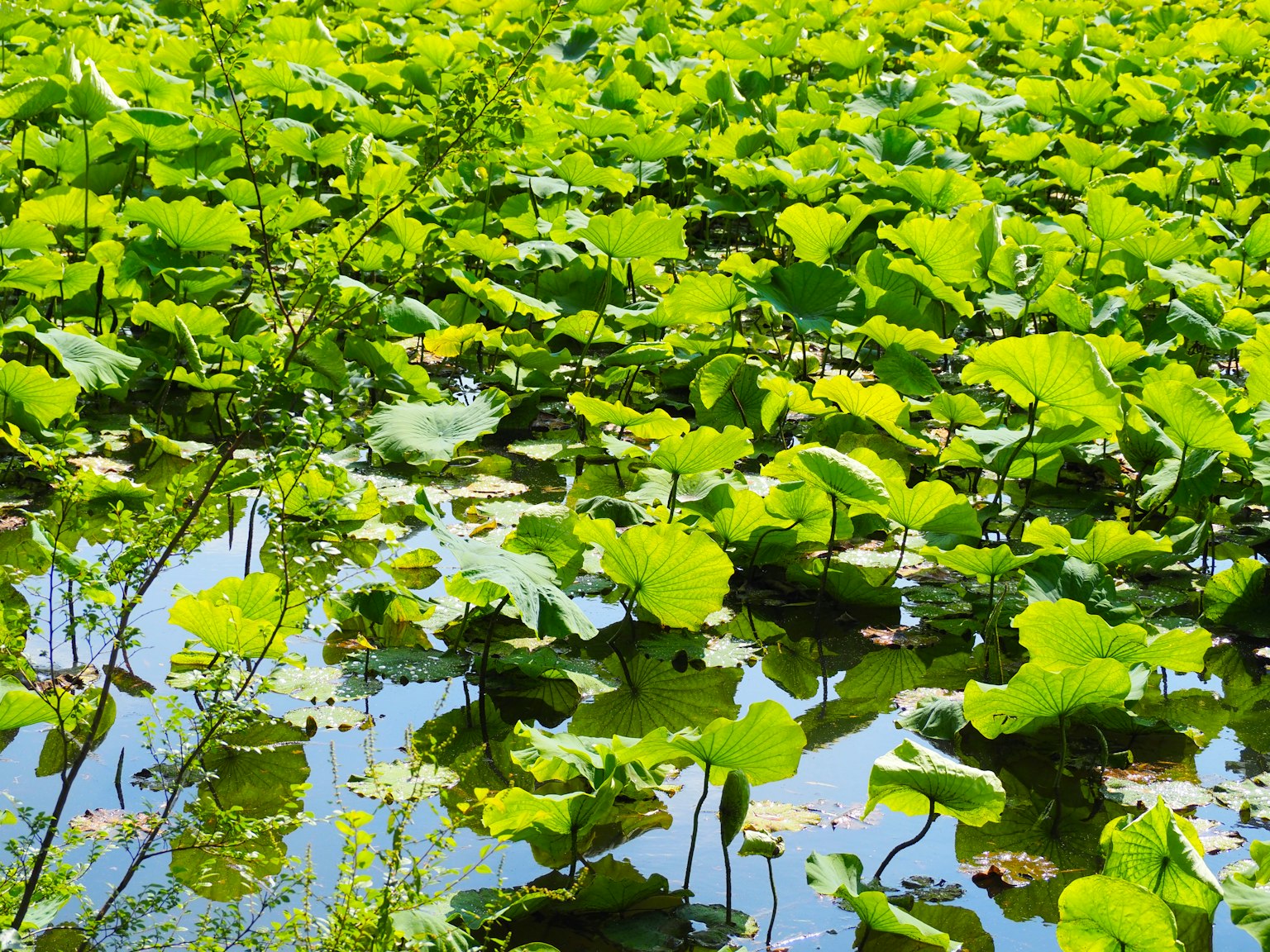 A landscape of green leaves floating on a pond's surface