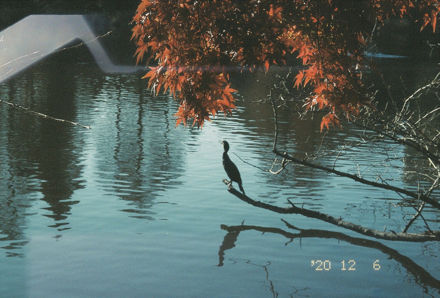 Un oiseau noir sur une branche au bord de l'eau avec des feuilles rouges