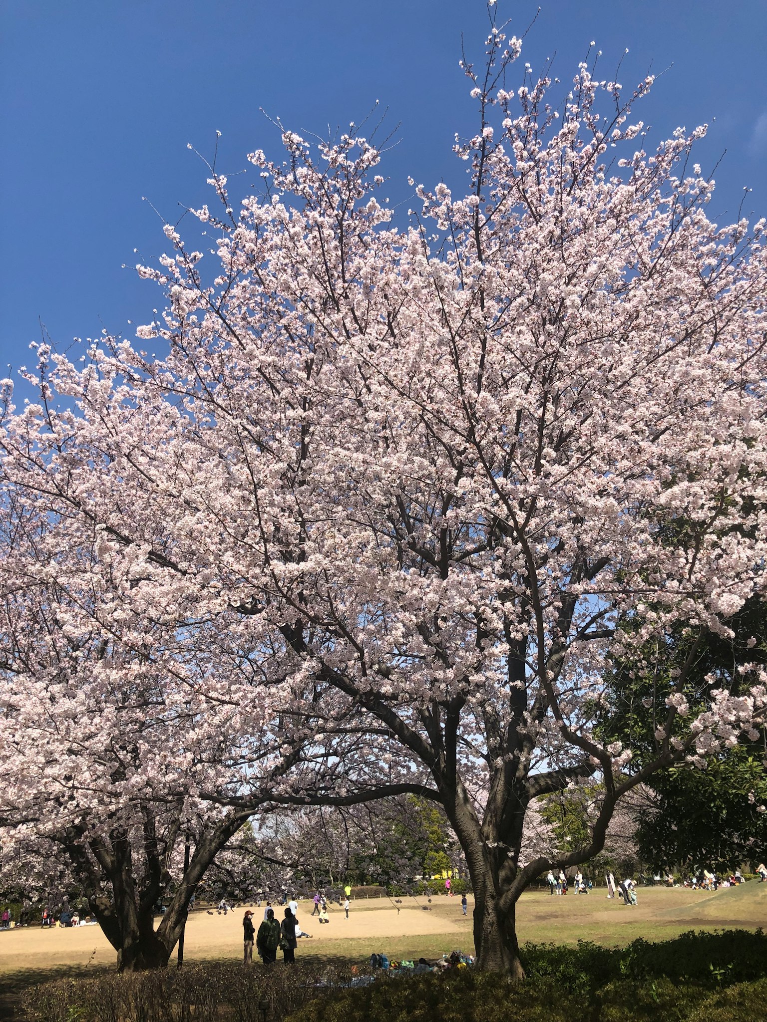 Albero di ciliegio in fiore sotto un cielo blu con persone nelle vicinanze