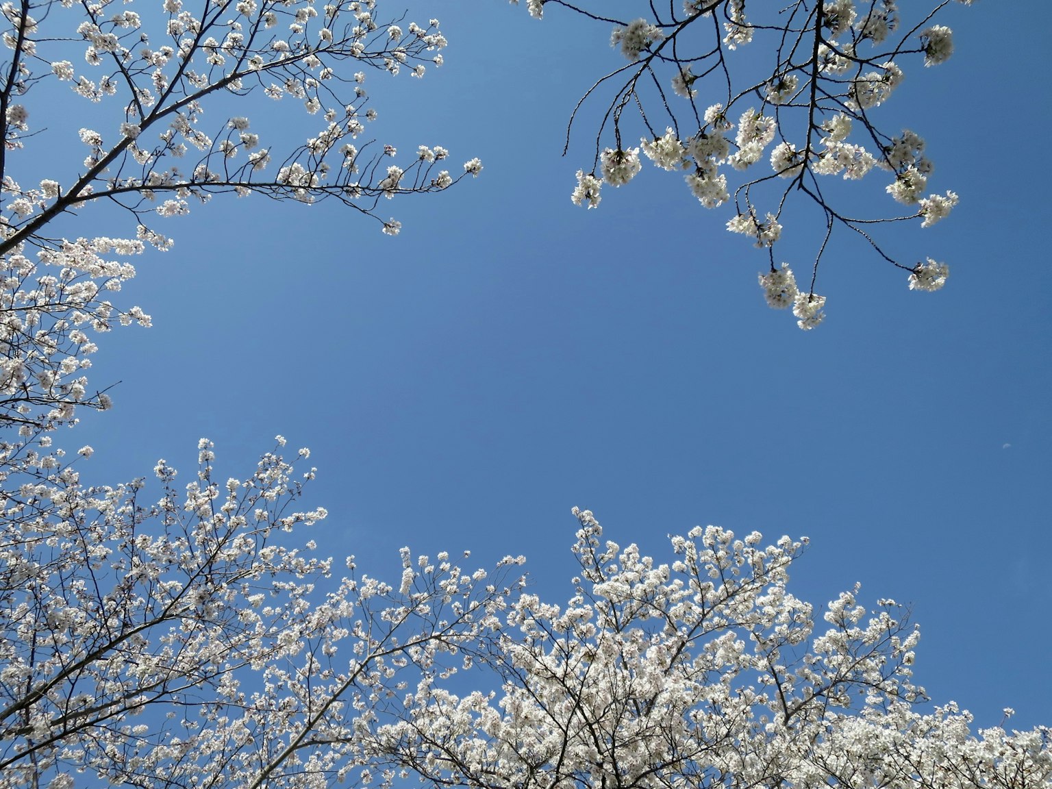 Weiße Kirschblüten vor einem klaren blauen Himmel