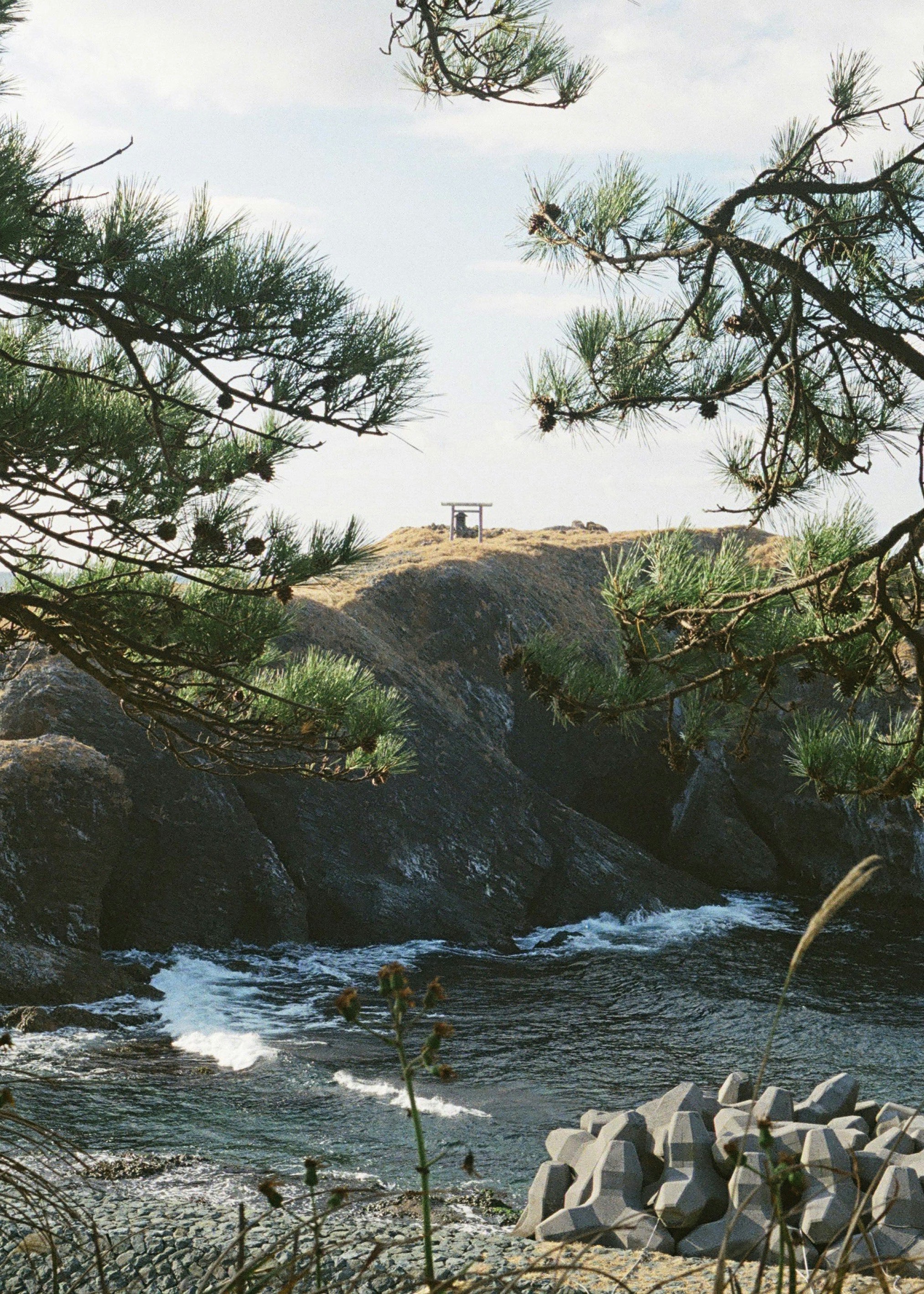 岩場の小川と松の枝が揺れる自然の風景