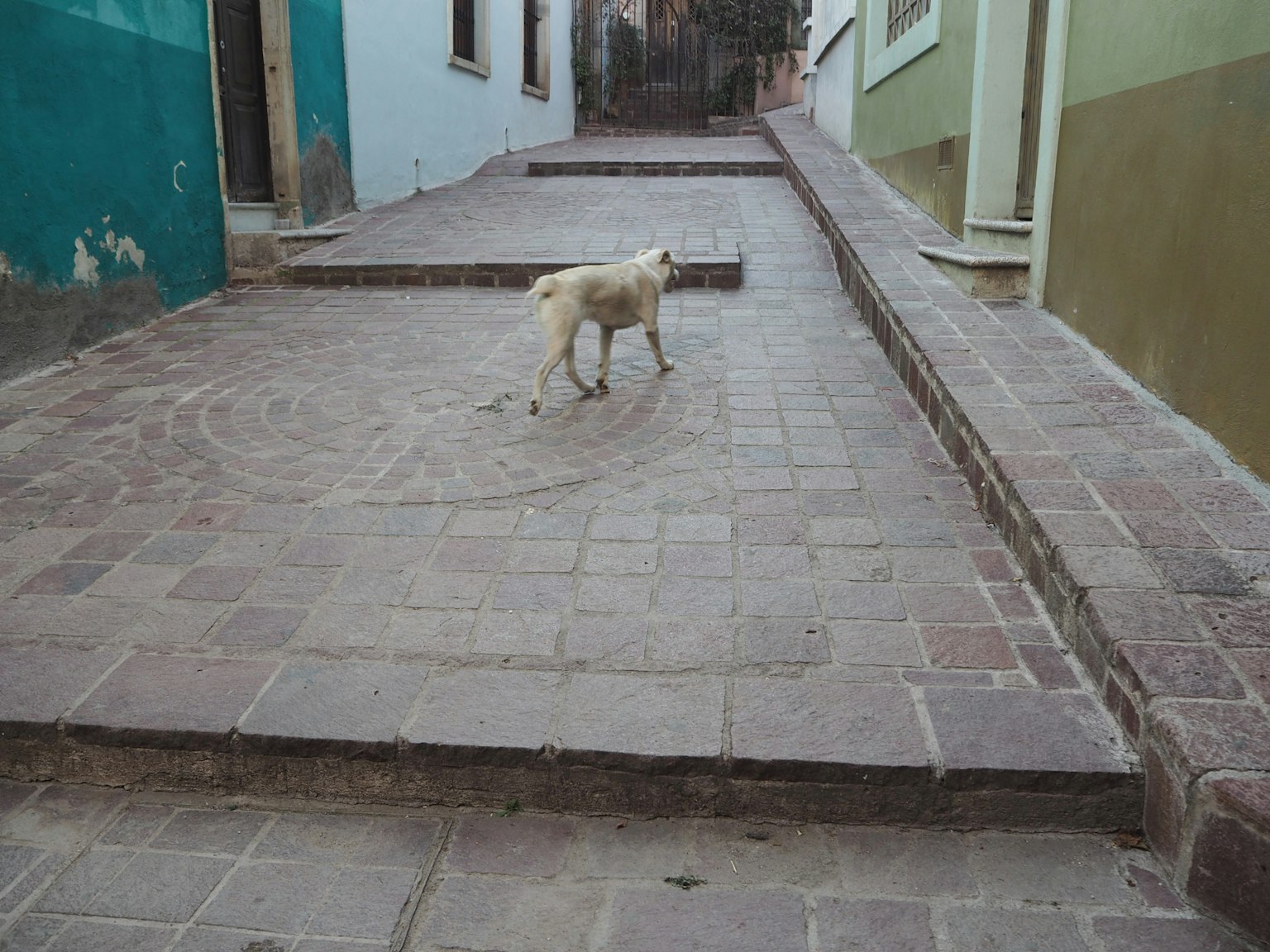 A white dog walking on stone steps in a street scene