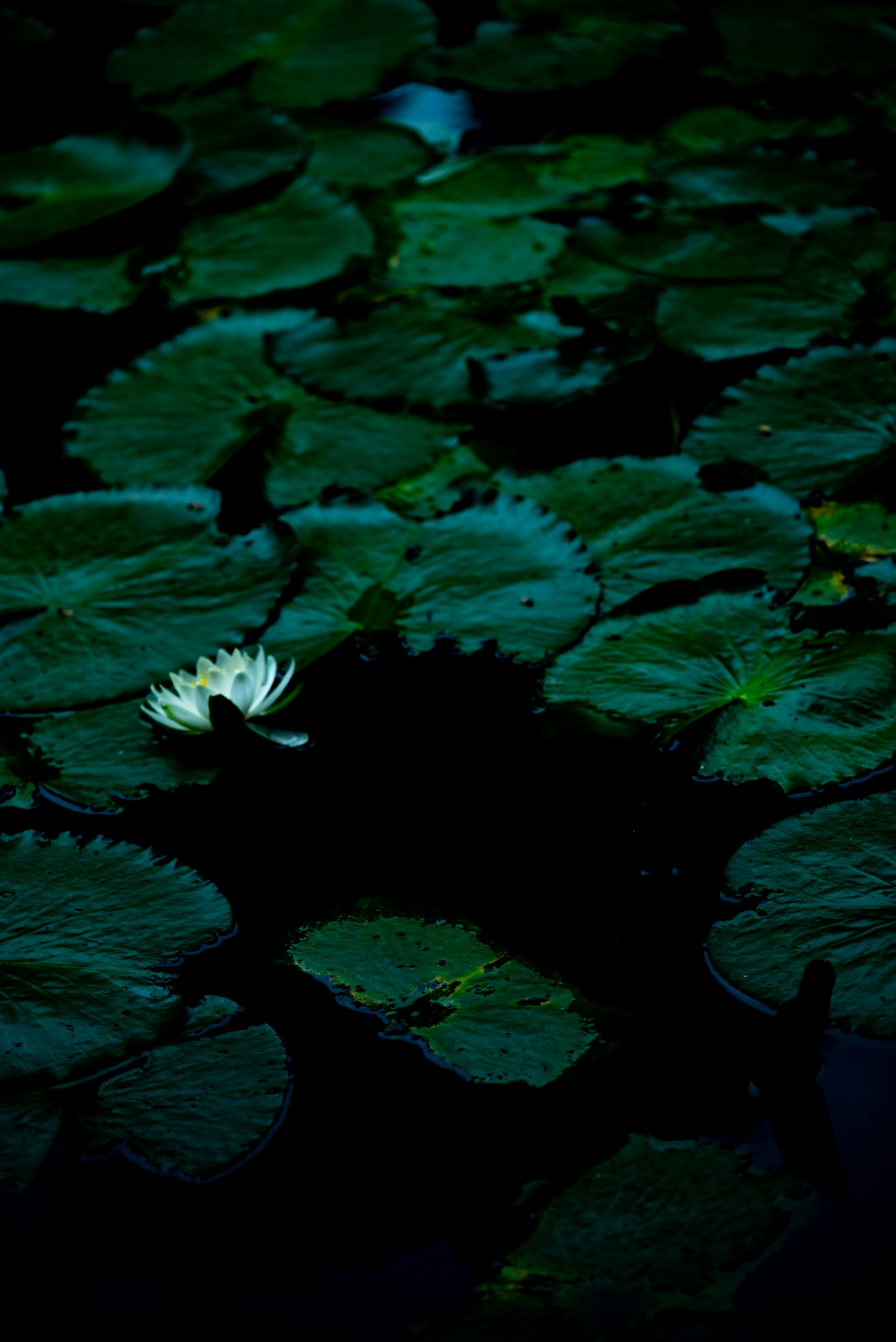 photo-2XcBHzbds7JbgQJBtACs-image