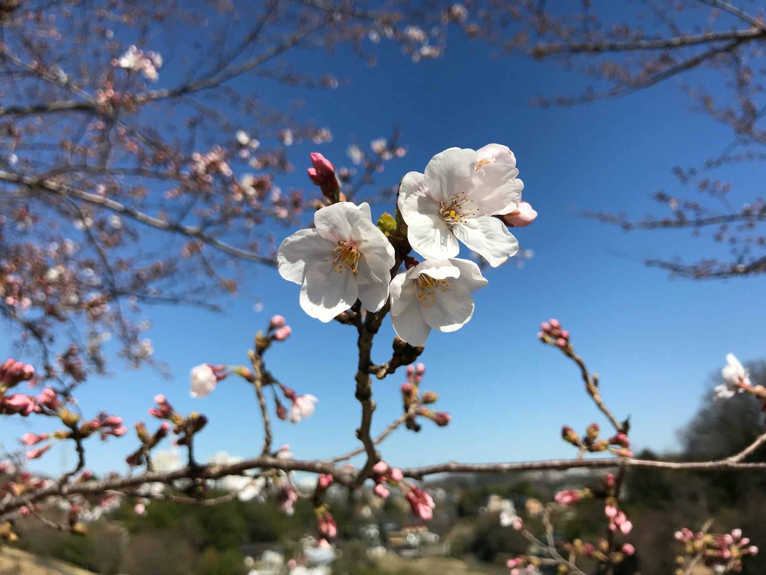 Flores de cerezo y capullos floreciendo bajo un cielo azul