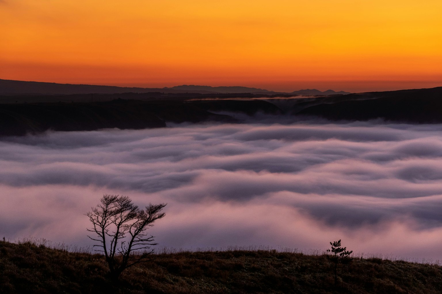 Silhouette of a tree against a backdrop of sunset sky and sea of clouds