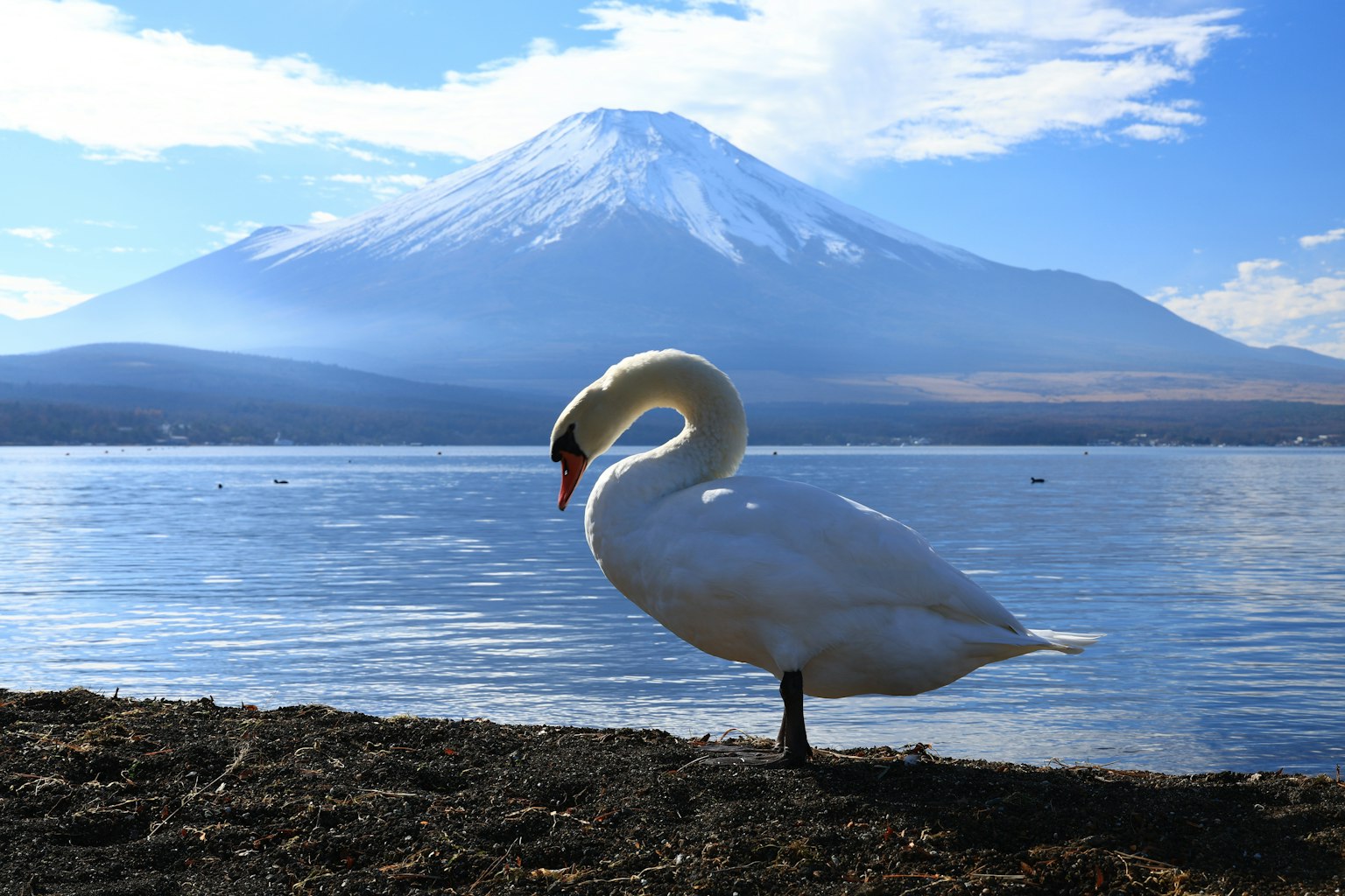 Seekor angsa berdiri di tepi danau dengan Gunung Fuji di latar belakang