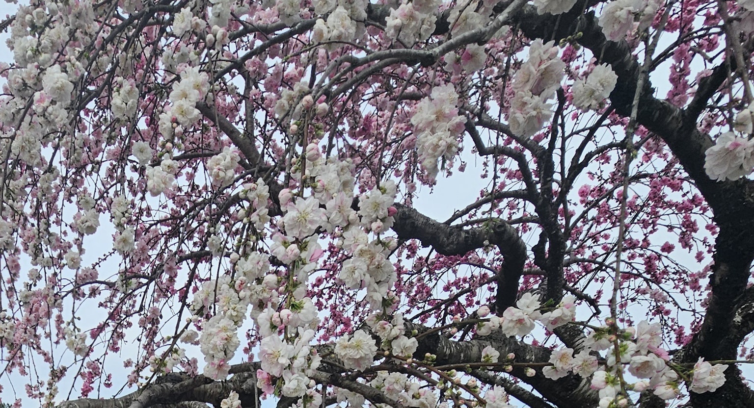 Ramas de un cerezo adornadas con flores blancas y rosas