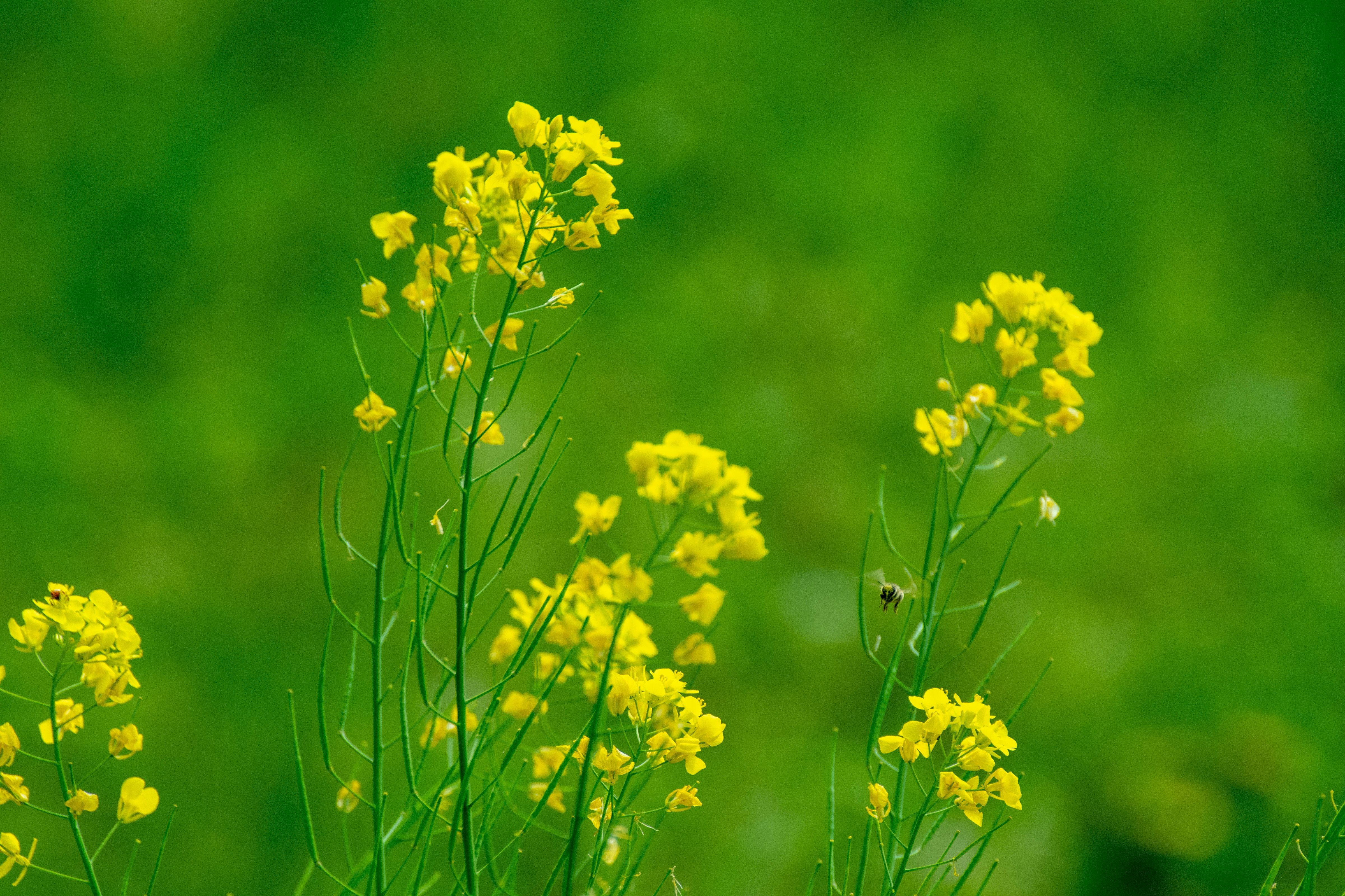 緑の草地に咲く黄色い菜の花のクローズアップ