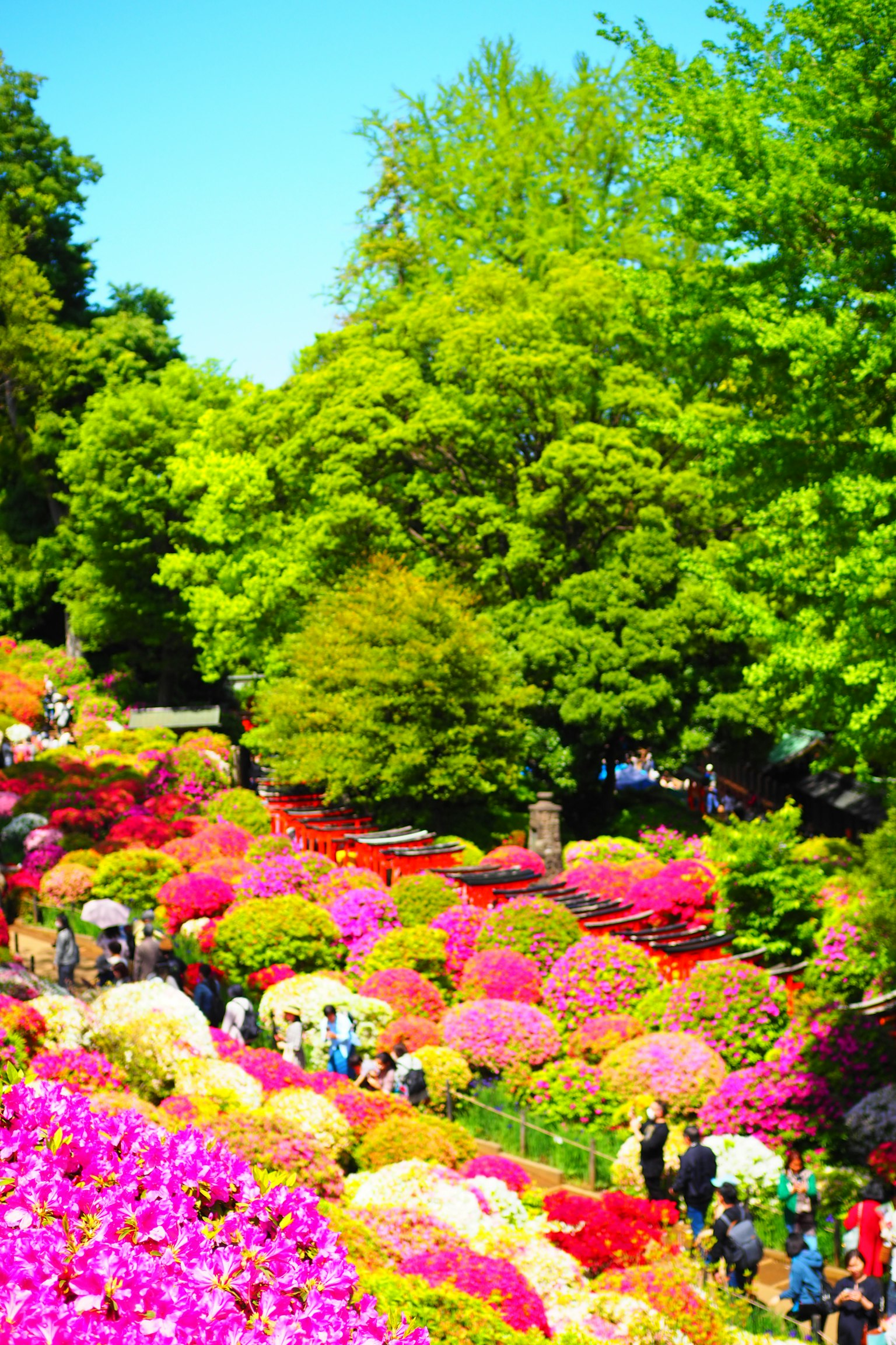 ทิวทัศน์สวนที่มีสีสันสดใสพร้อมกับดอกอะซาเลียบานและพืชพรรณเขียวขจี