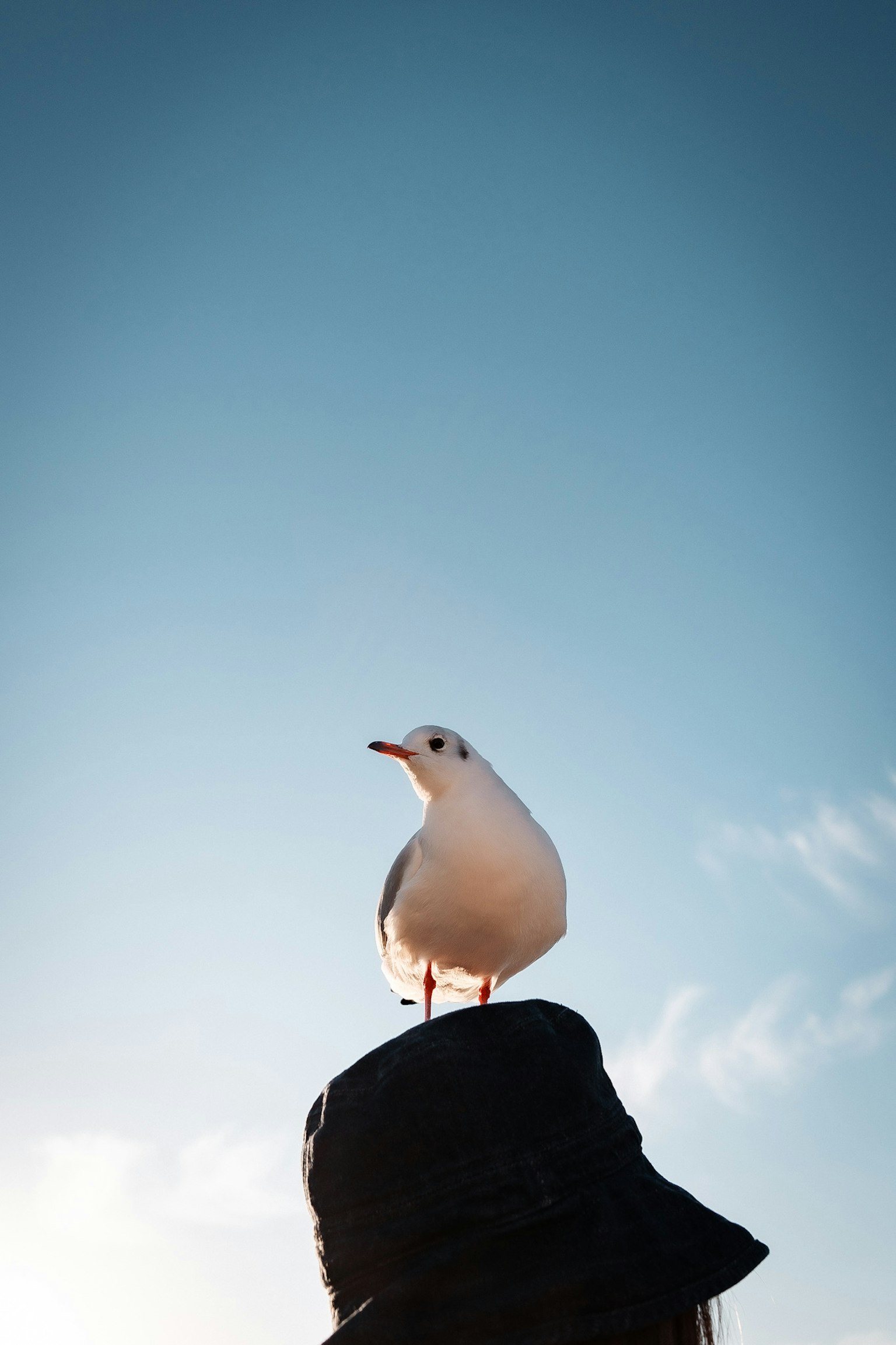 Mouette se tenant sur un chapeau sous un ciel bleu