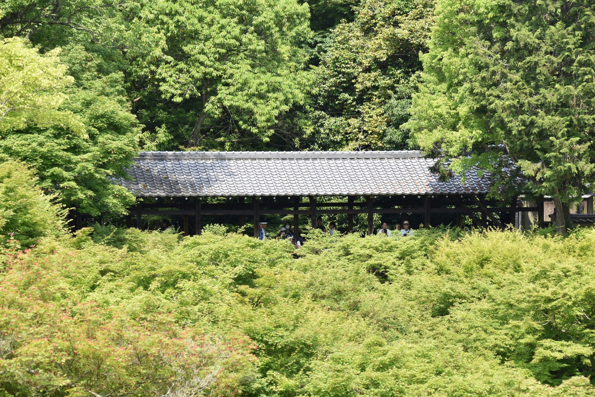 被茂密綠植環繞的古寺屋頂與回廊