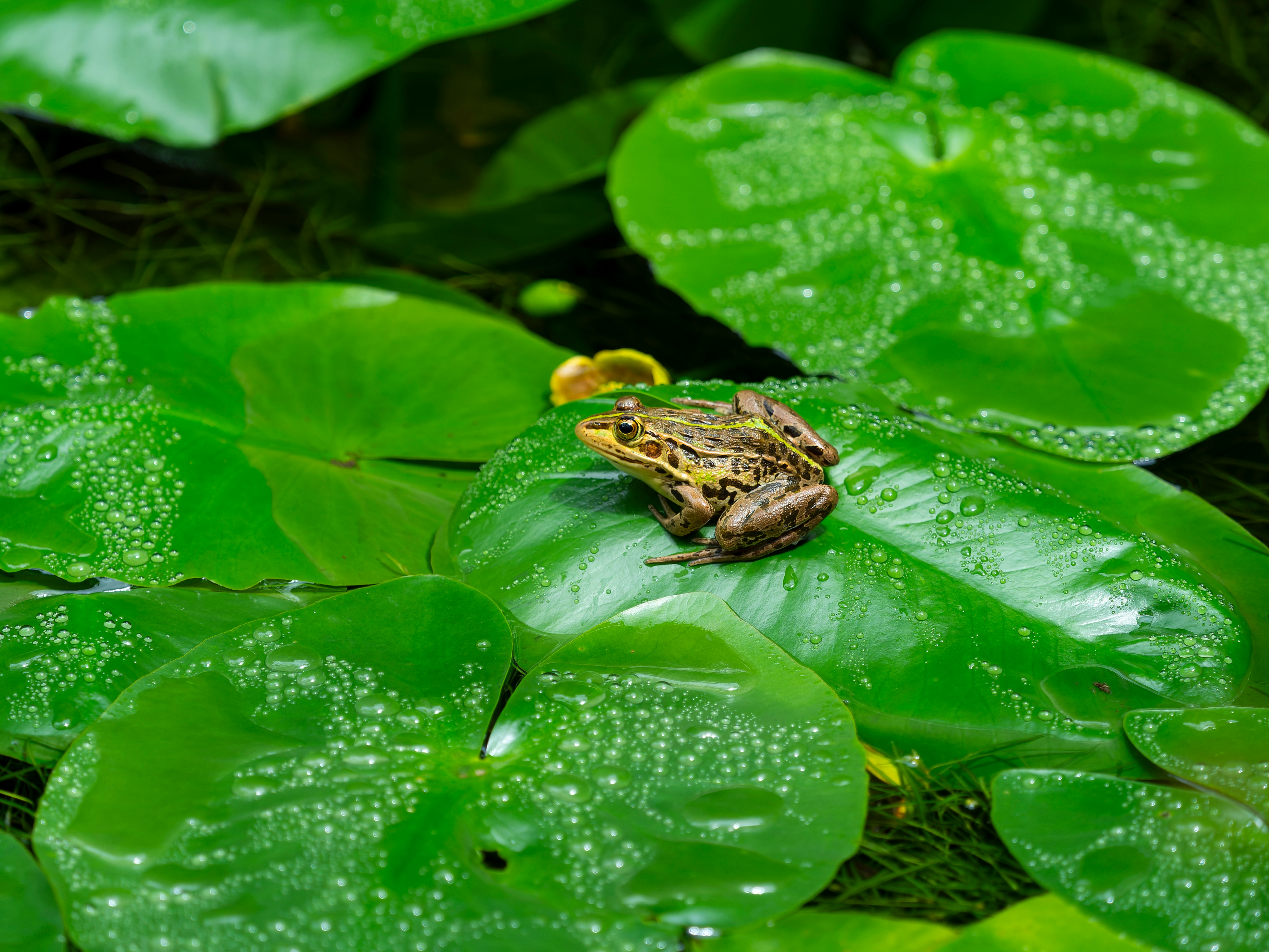 浮き草の上のトノサマガエル