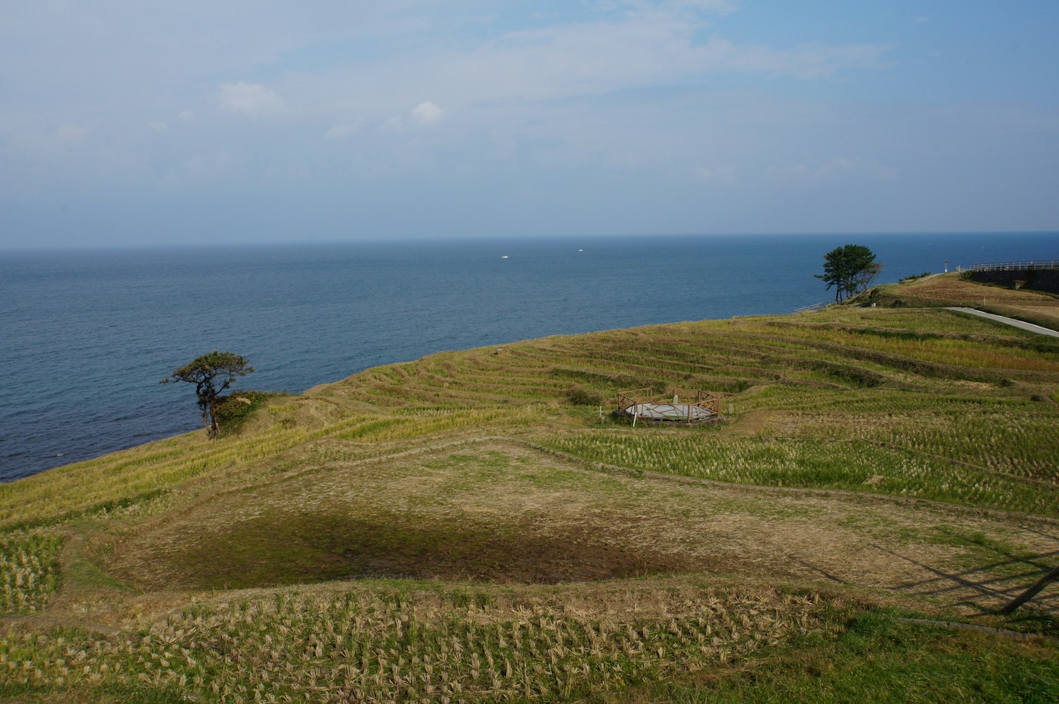 Grüne Hügel mit Blick auf den Ozean und einem Baum