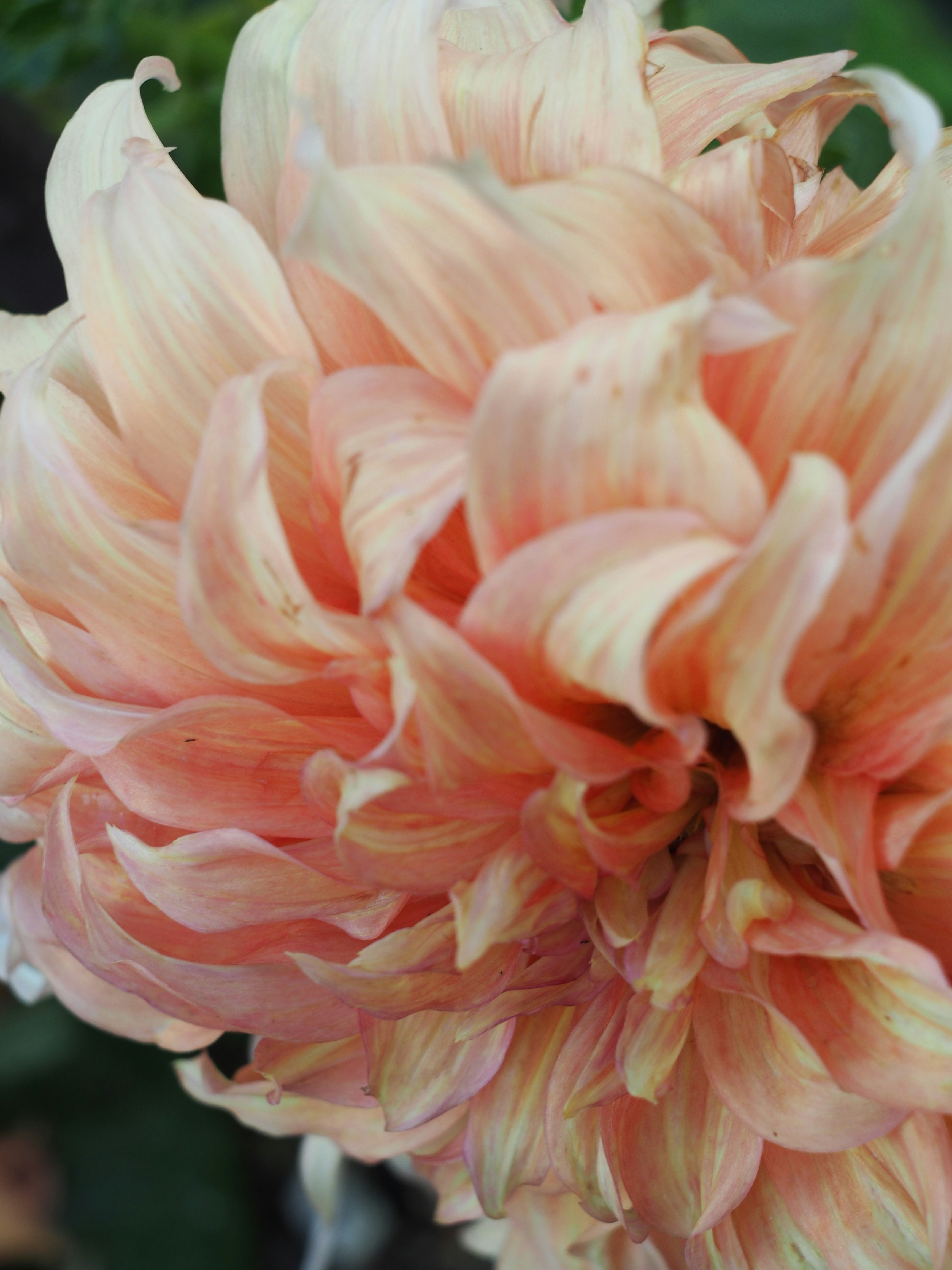 淡いピンクの花びらが重なるバラのクローズアップ