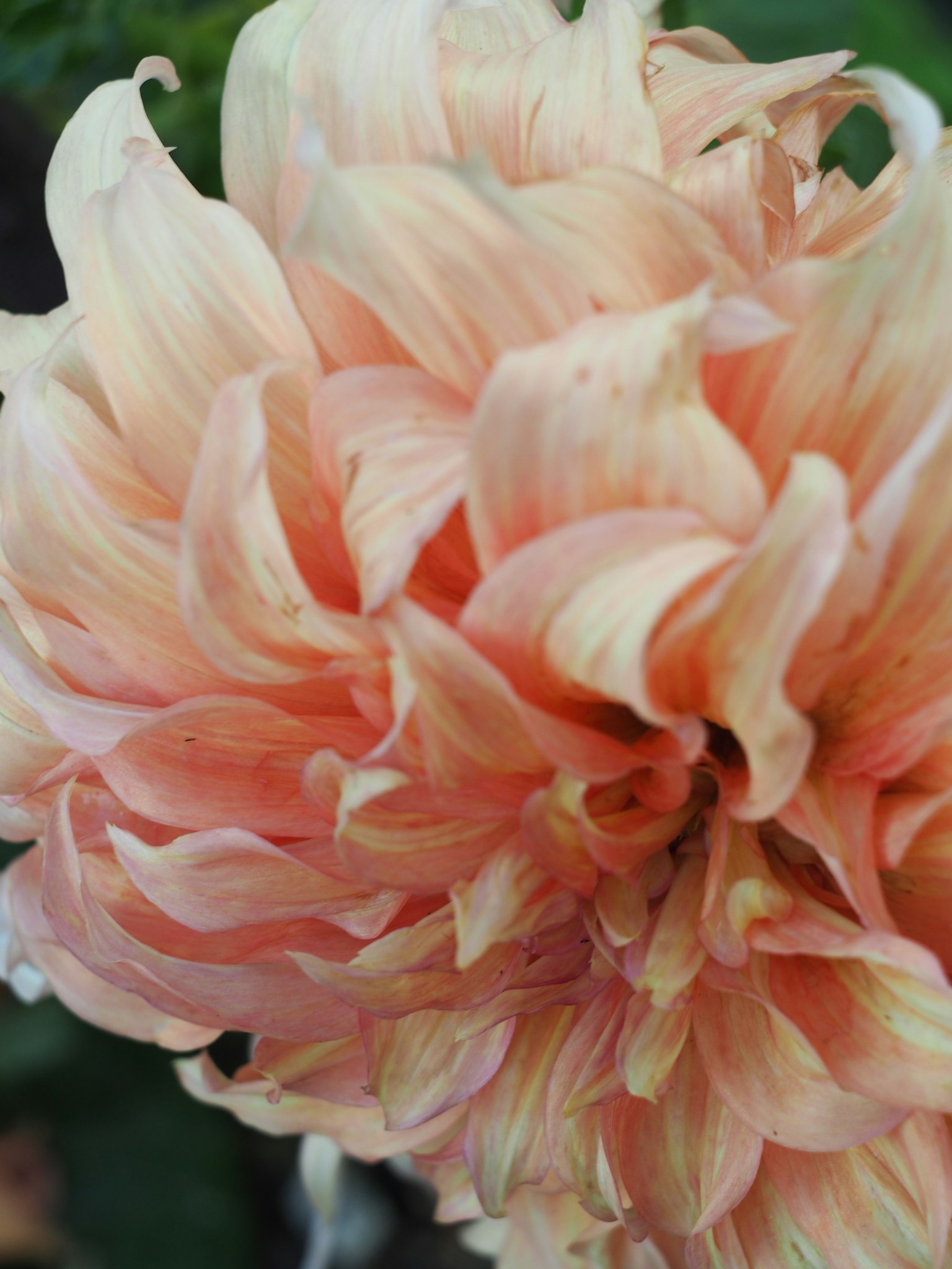 Close-up dari bunga dahlia pink lembut yang besar