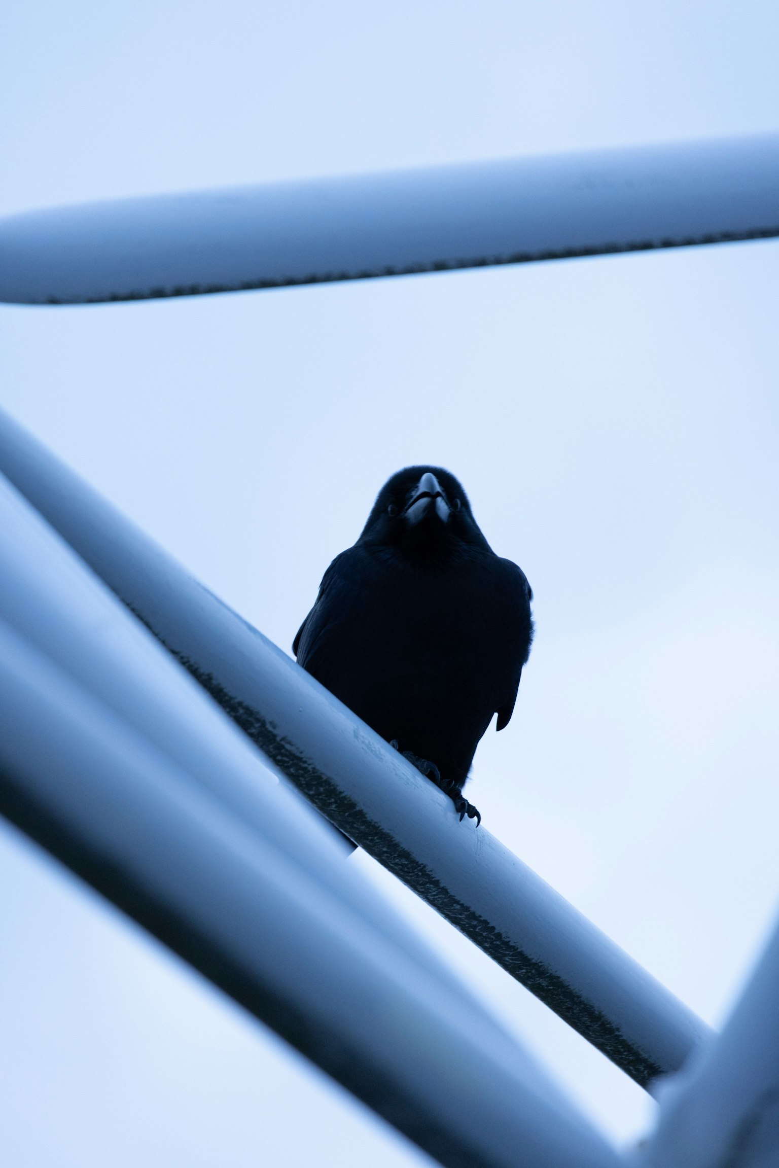 Un cuervo negro posado en una estructura blanca bajo un cielo azul