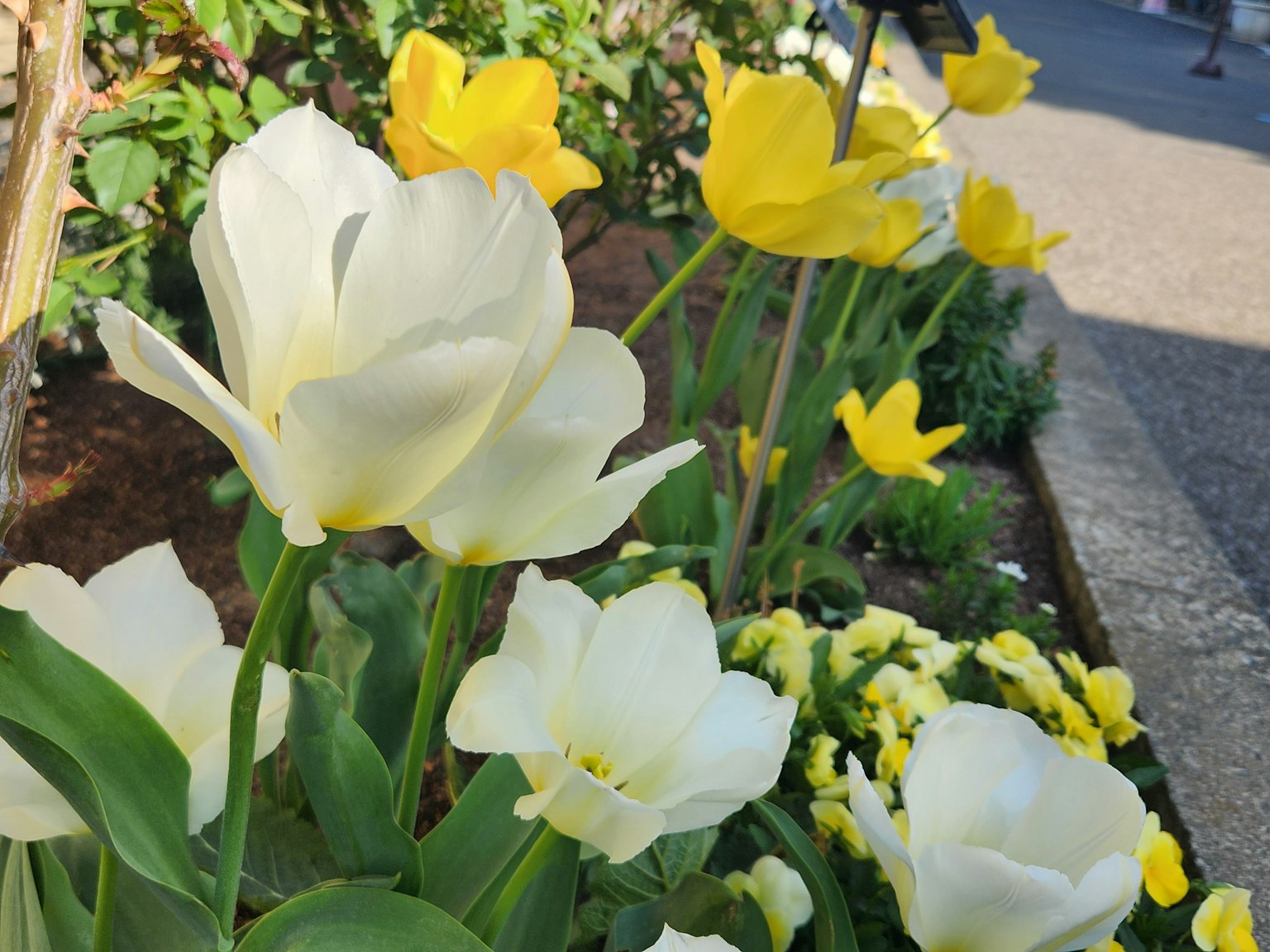 Un jardin avec des tulipes blanches et jaunes en pleine floraison
