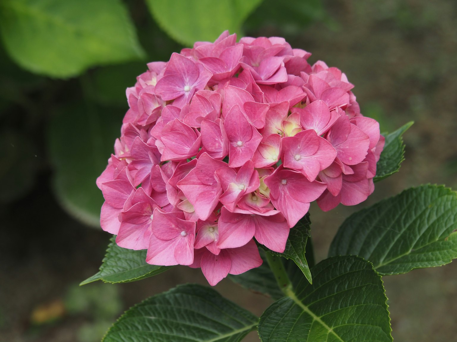 Un fiore di ortensia rosa che sboccia tra le foglie verdi