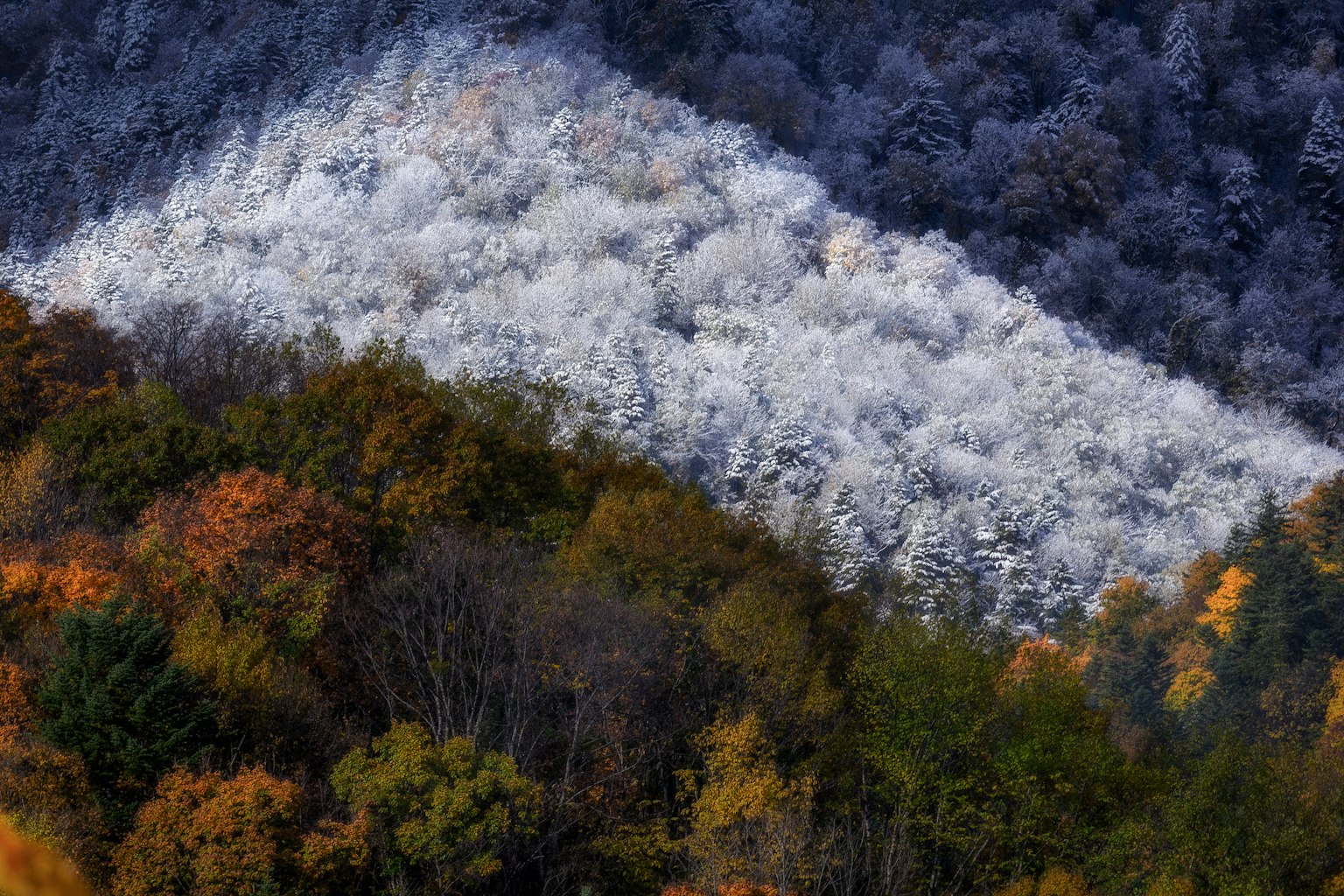 Paysage avec des arbres couverts de givre et un feuillage d'automne