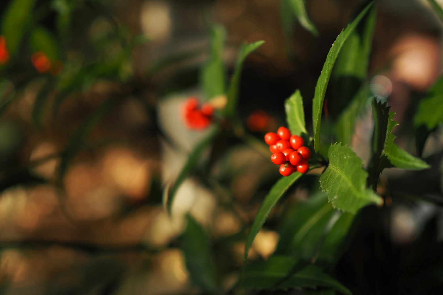 特写植物，绿叶和鲜艳的红色浆果