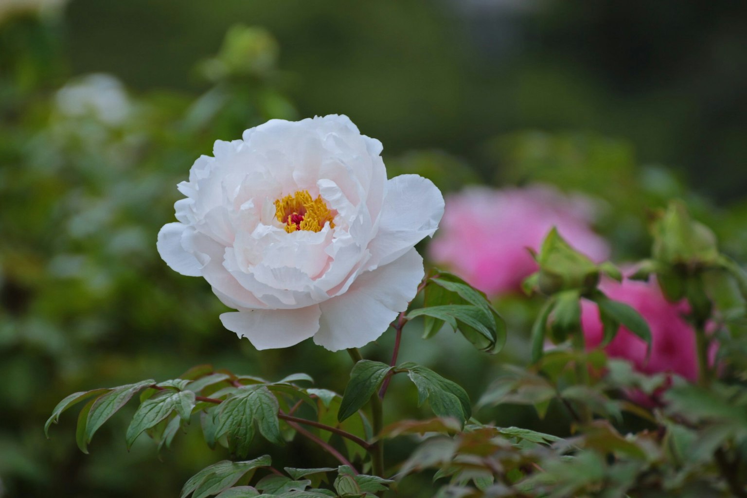 A white peony flower blooming among green leaves