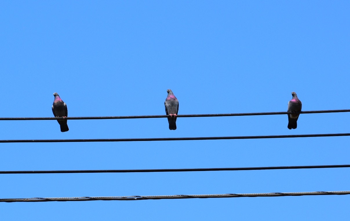 青空の下で電線に止まる三羽の鳩