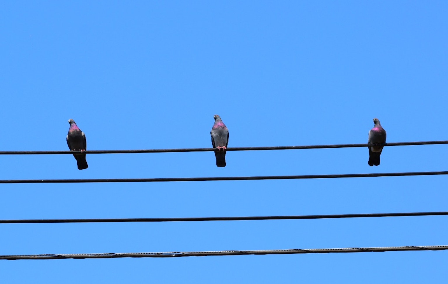 Trois oiseaux perchés sur une ligne électrique sous un ciel bleu clair
