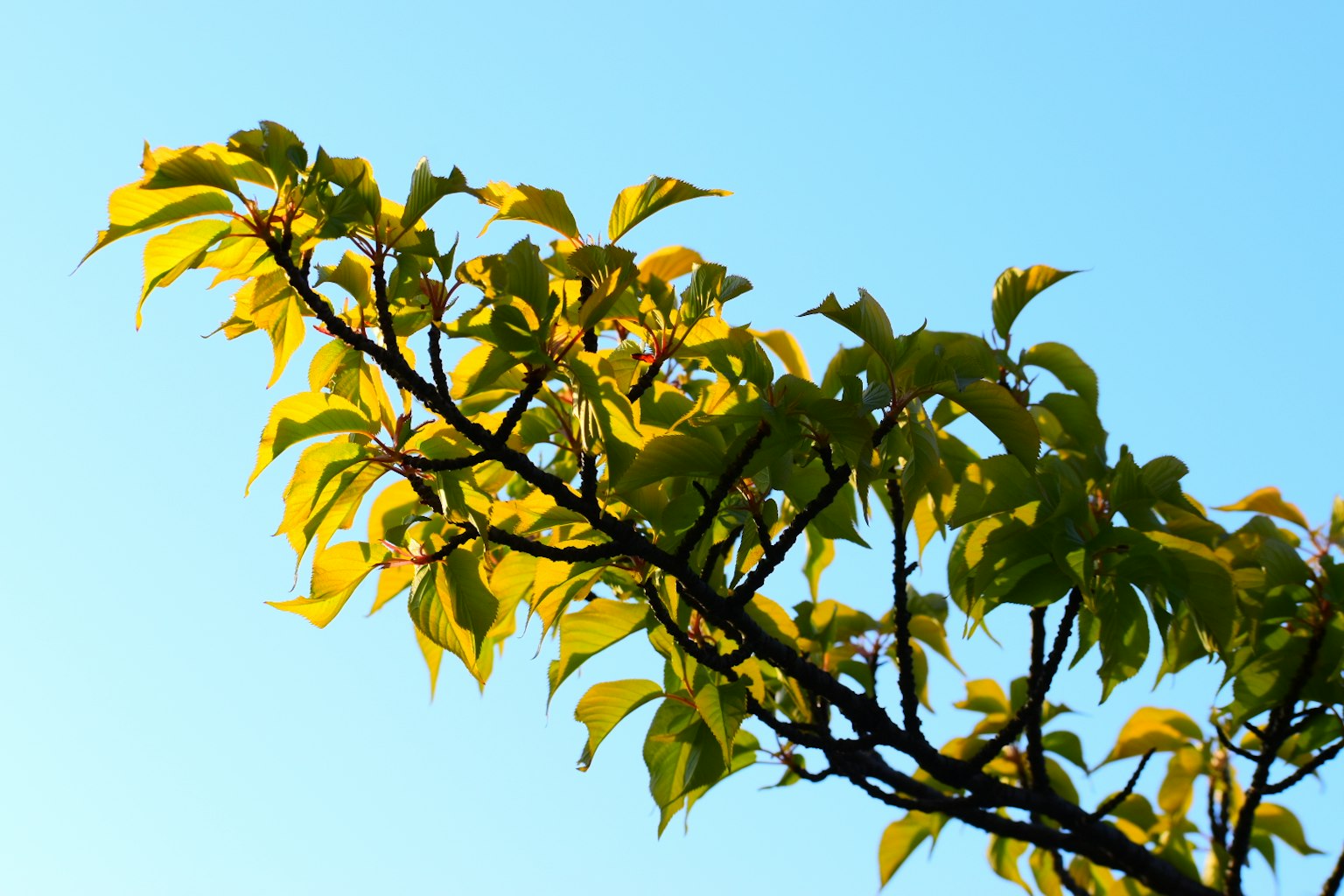 Branch with bright green and yellow leaves against a blue sky