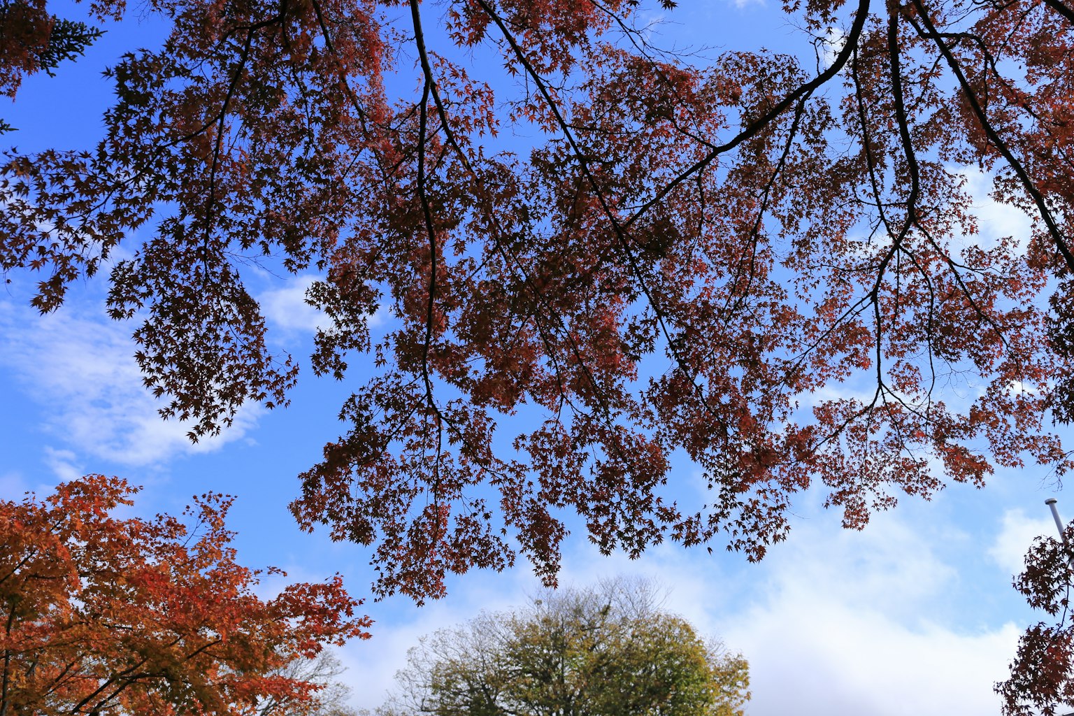 Vista escénica de árboles rojos y verdes bajo un cielo azul