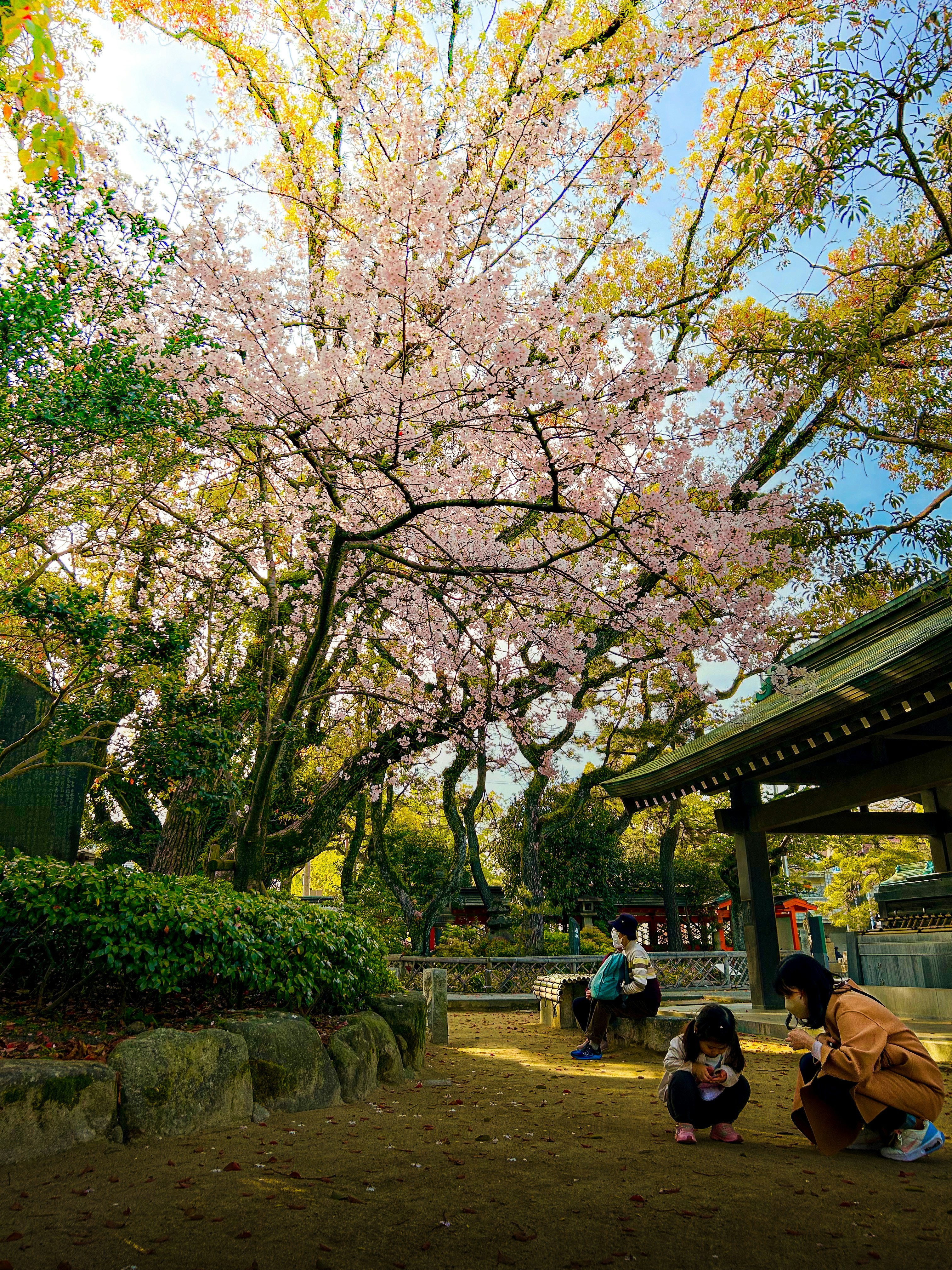 三世代と桜の木のある庭園の風景