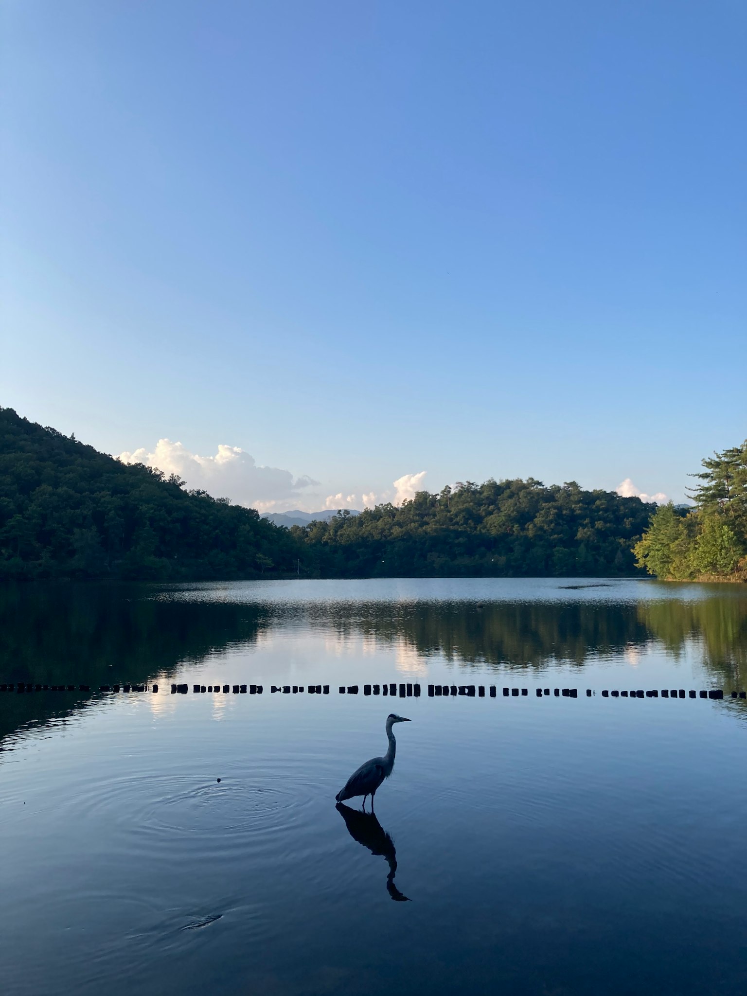 Un airone che sta in acque calme di un lago sotto un cielo blu chiaro
