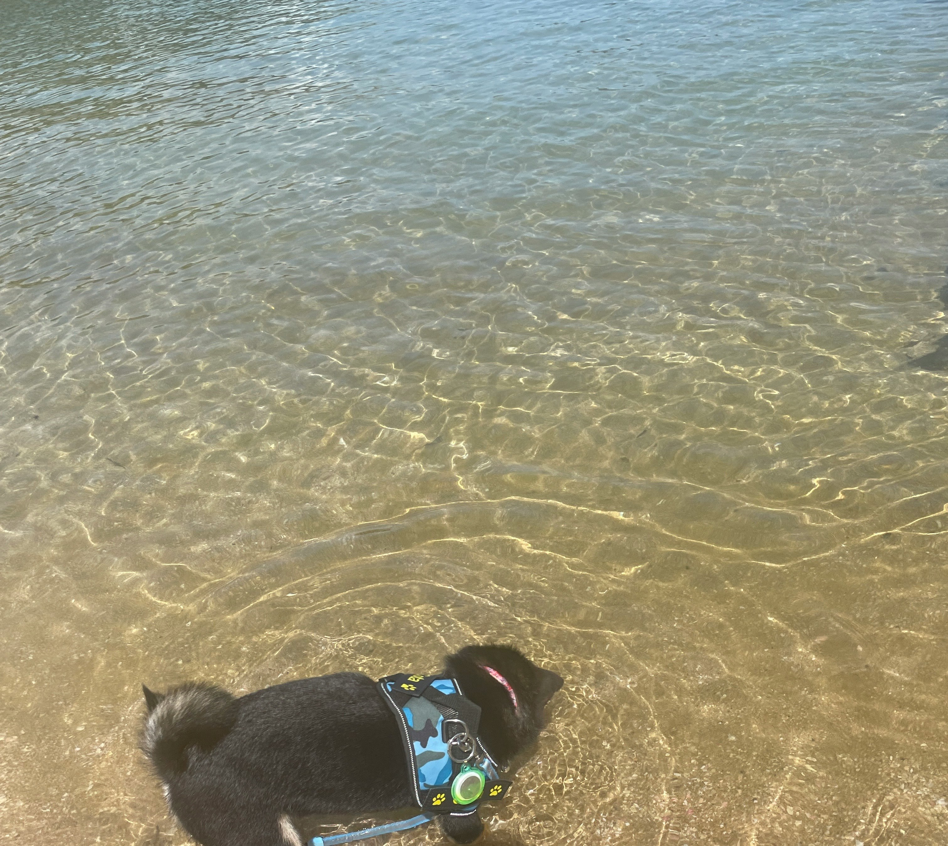 初夏の海辺で水面に寄り添う愛犬