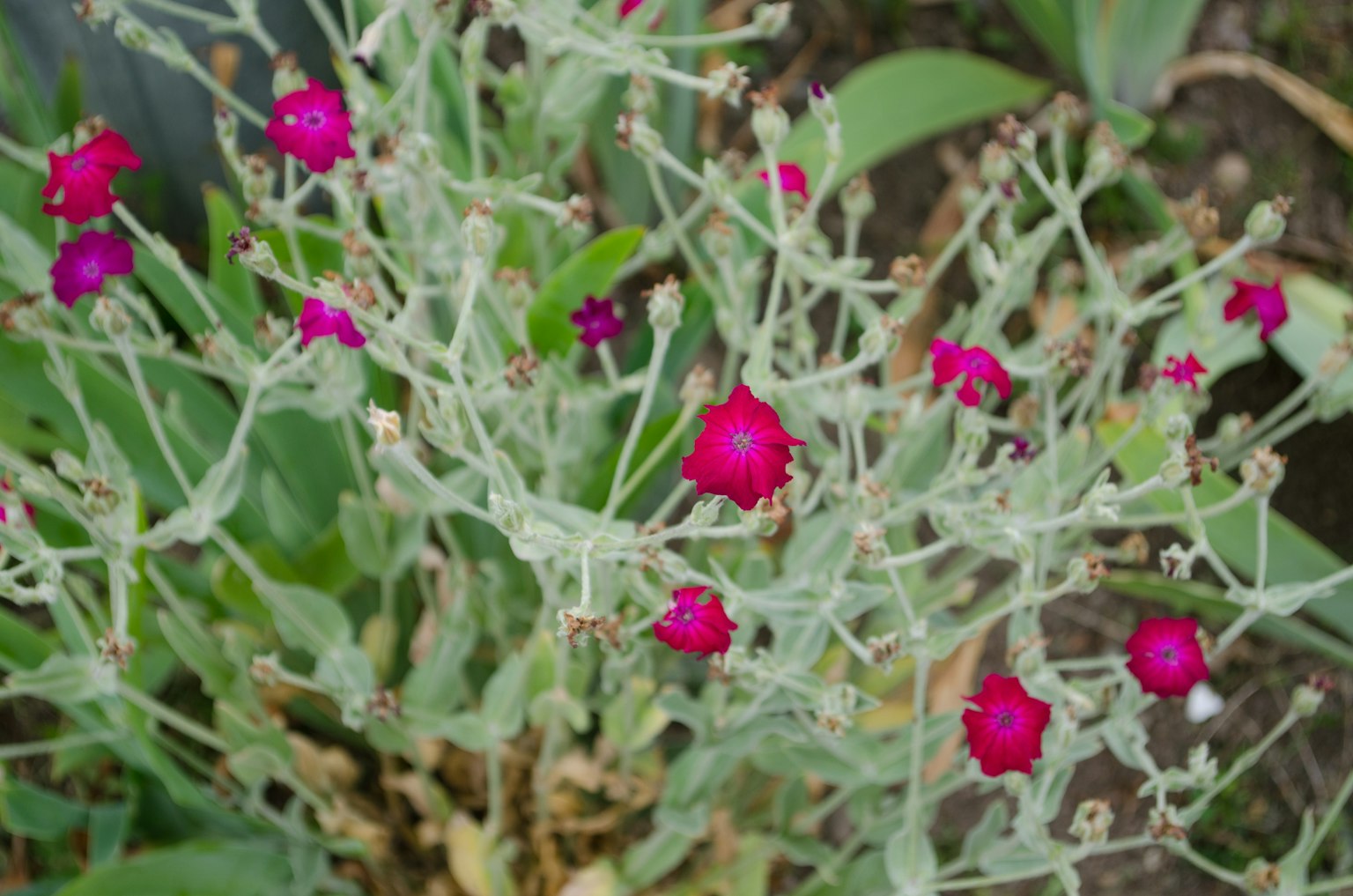 Top view of a plant with thin green stems and vibrant magenta small flowers