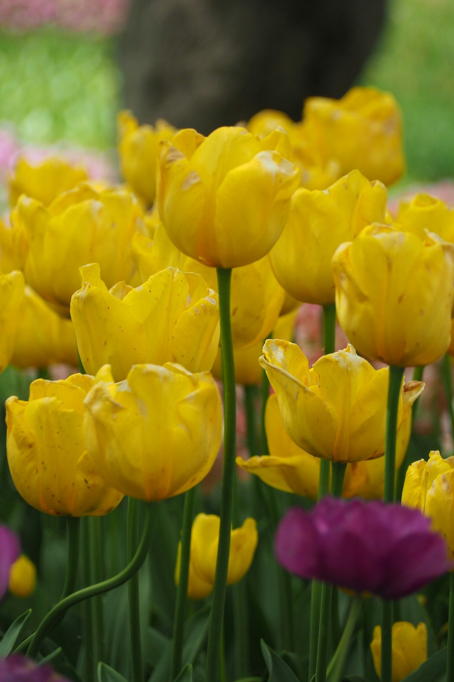 Un affichage vibrant de tulipes jaunes en pleine floraison