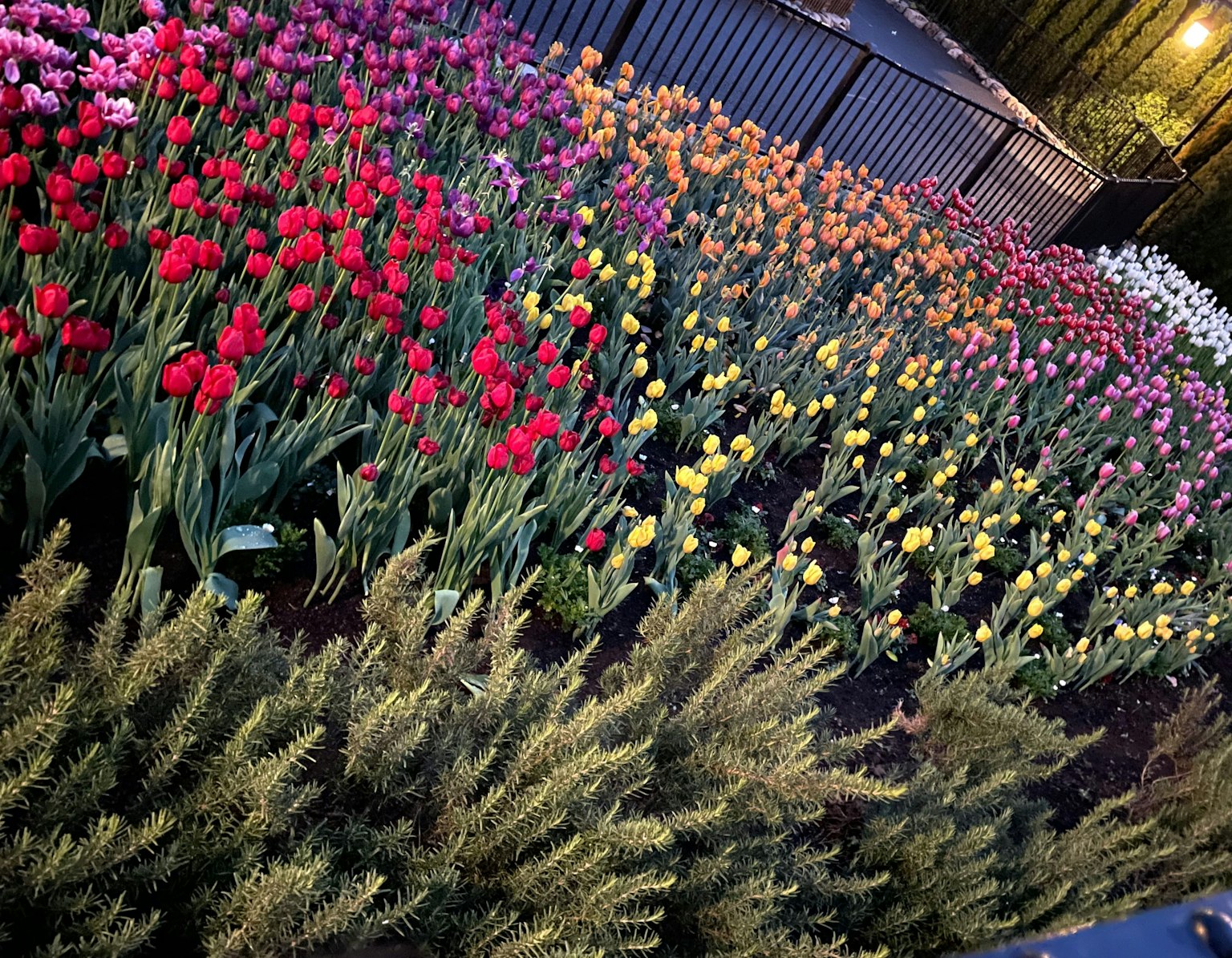 Giardino di tulipani vivaci con file di fiori rossi, rosa, gialli e bianchi