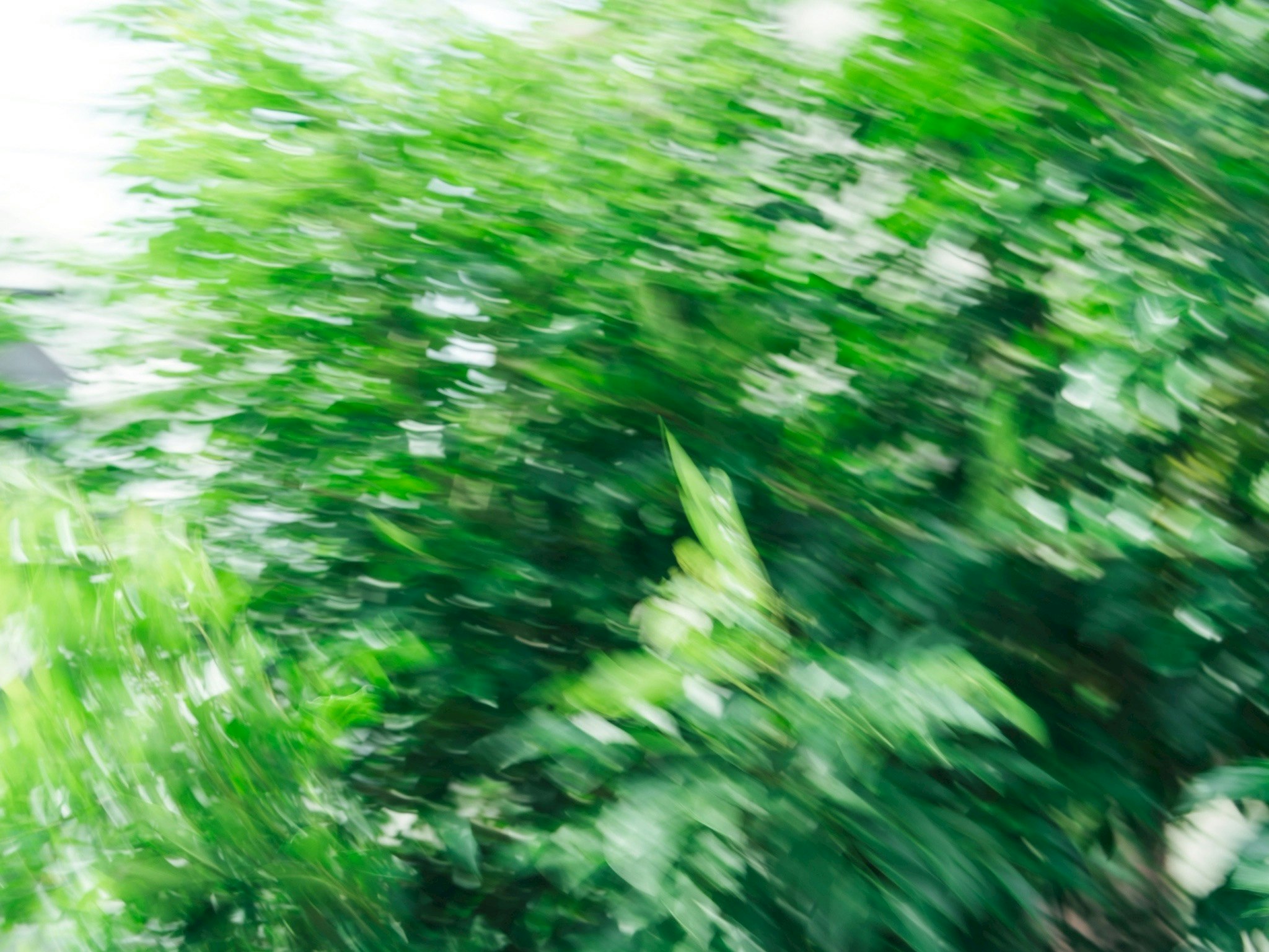 緑の葉が揺れる自然の草木の風景