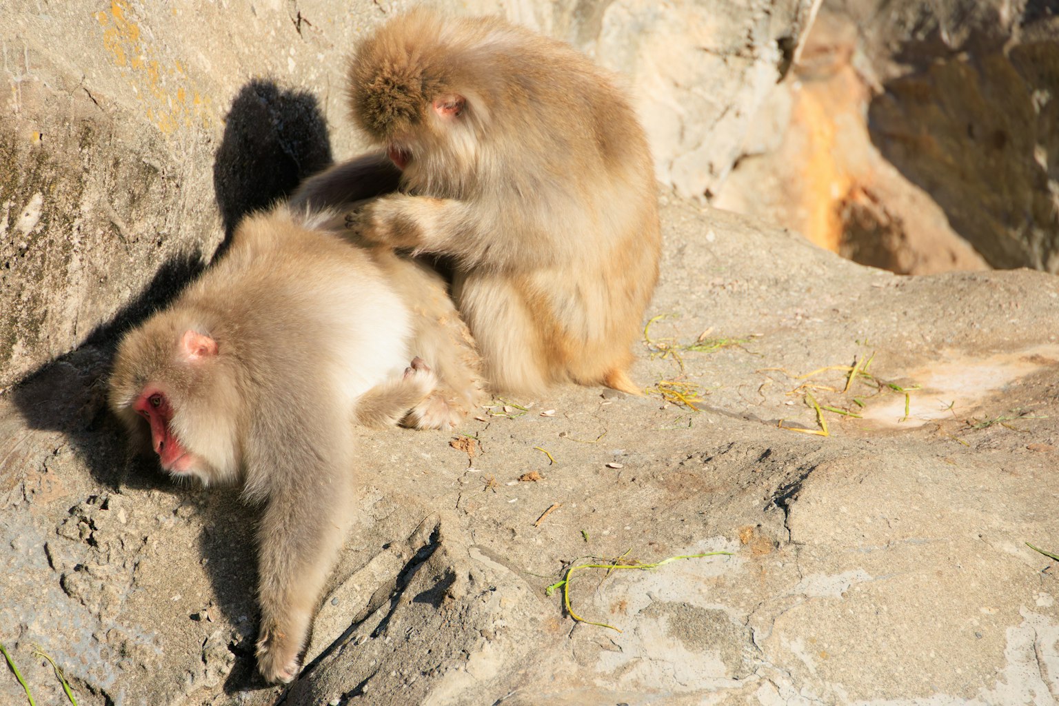 Deux singes se toilettent sur une pierre