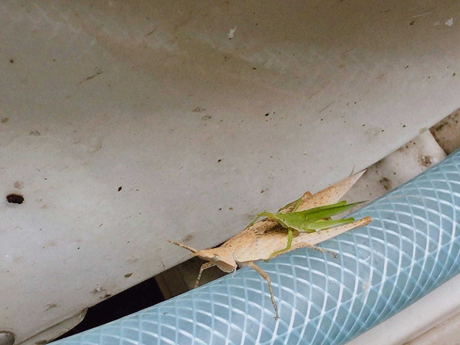 Une sauterelle verte et jaune sur un tuyau bleu