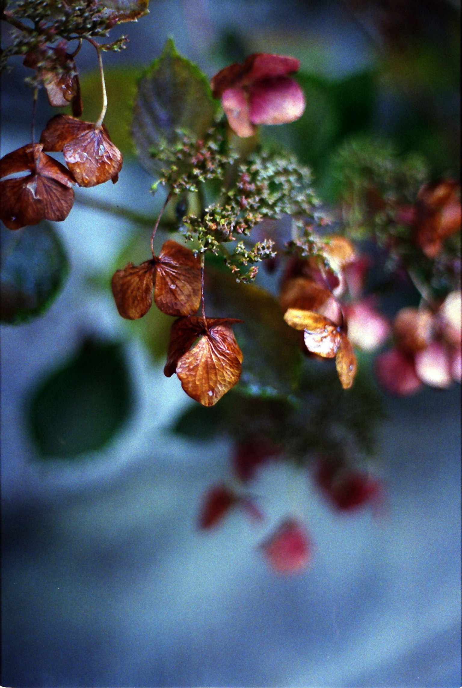 Flores secas con colores apagados y hojas verdes en un suave desenfoque