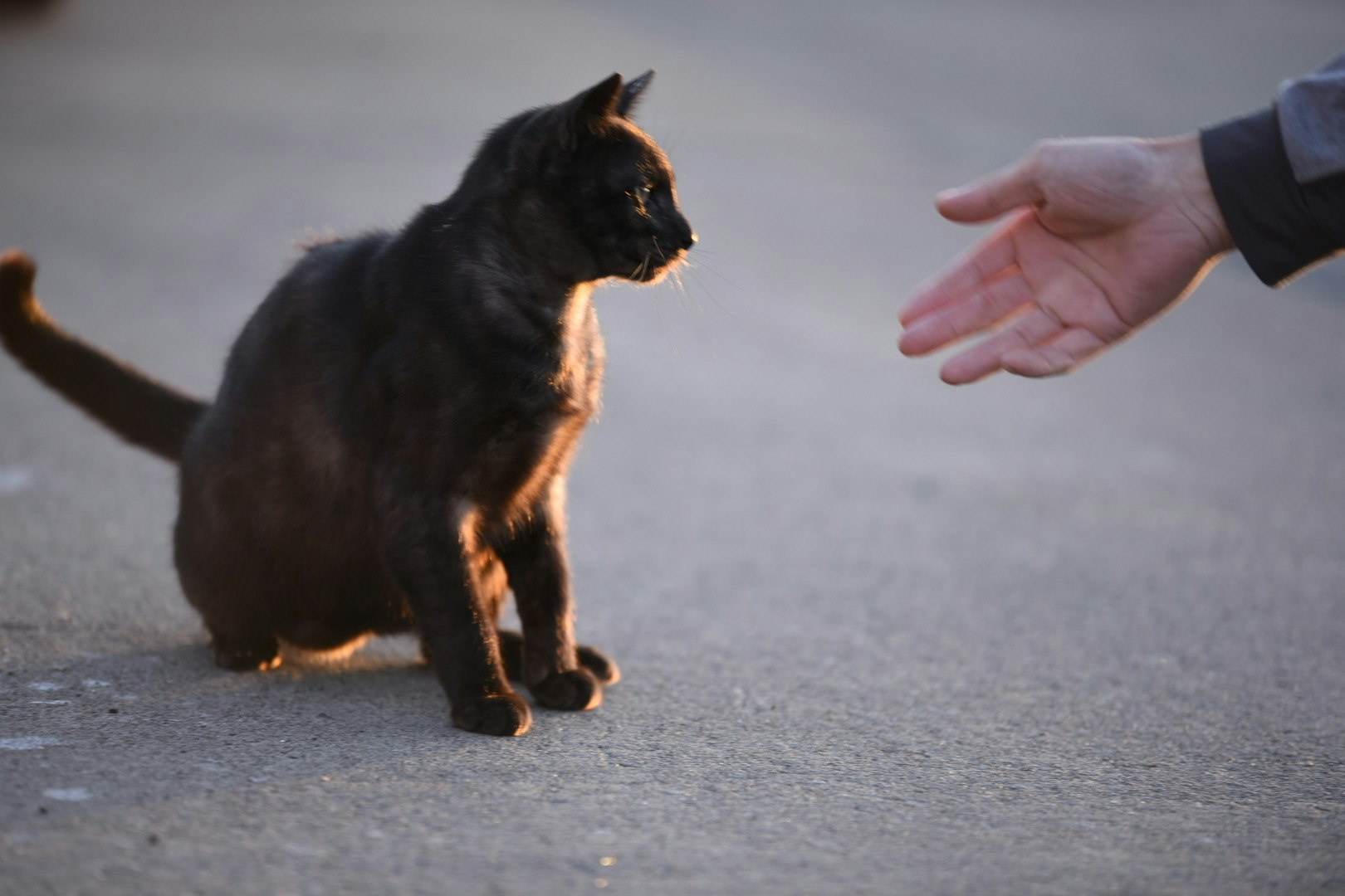une personne tend la main à un chat noir