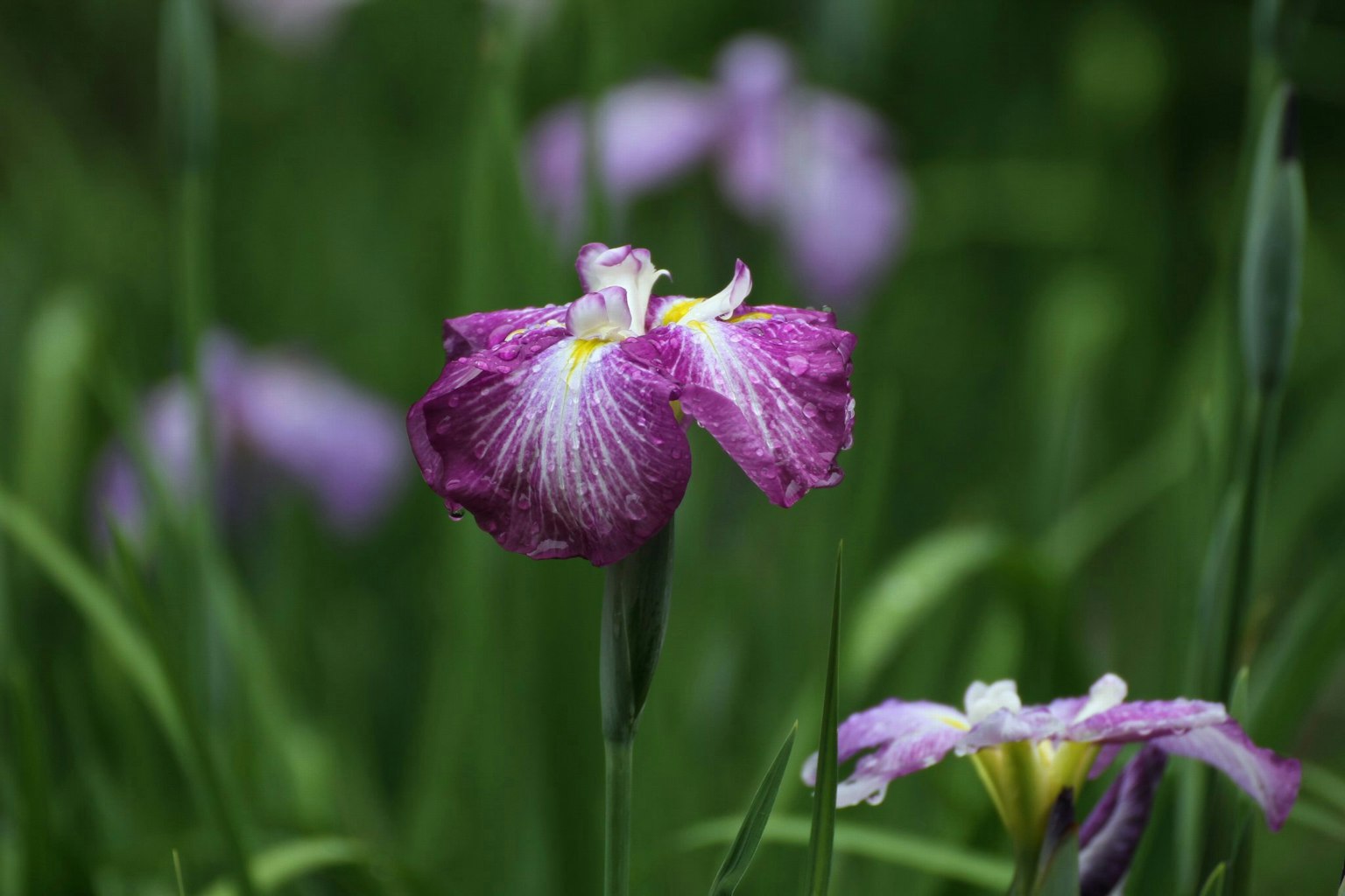 Irisblüte mit lila Blütenblättern und weißen Mustern, die vor einem grünen Hintergrund blüht