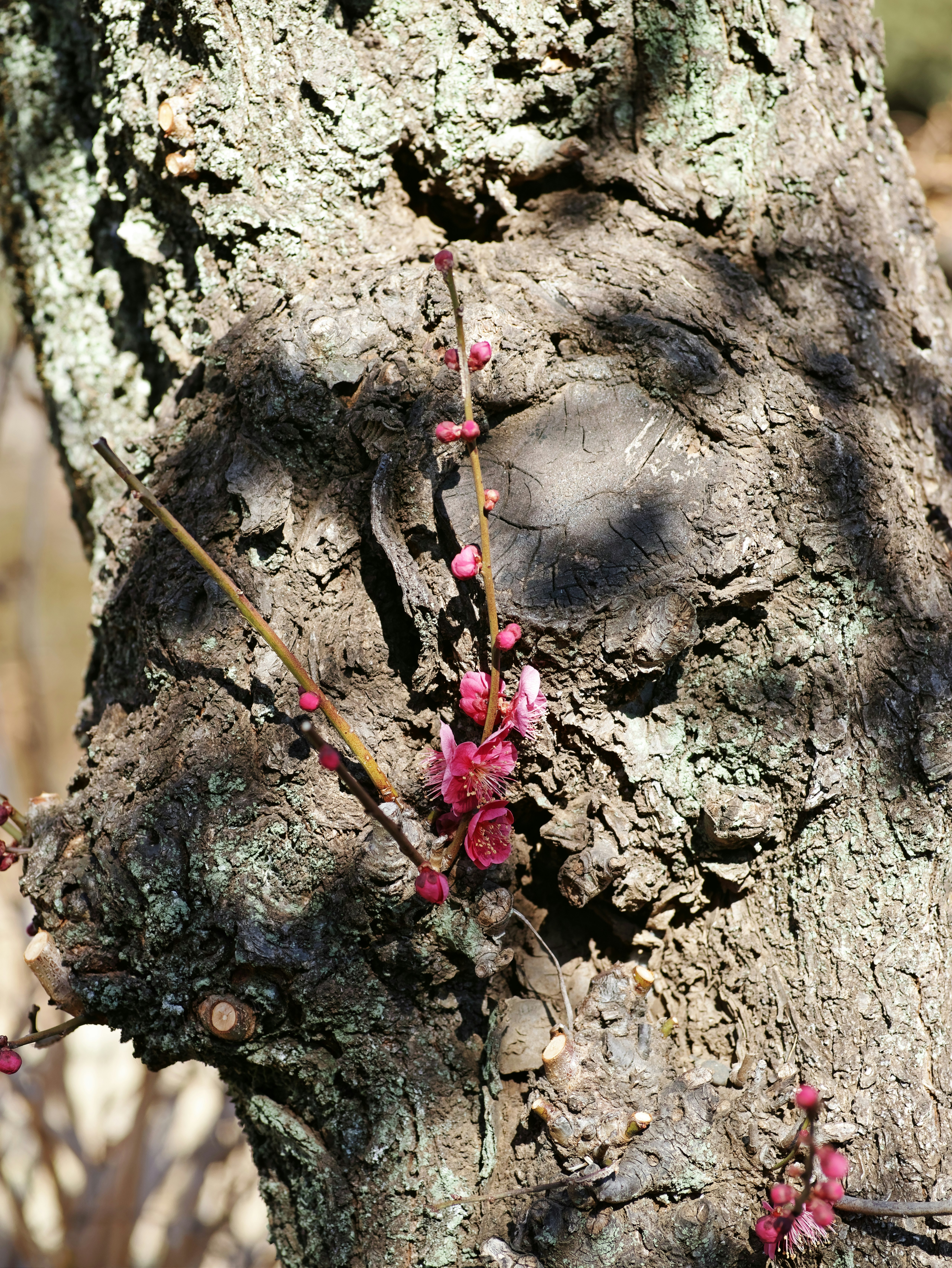 木の幹に咲くピンクの花とつぼみ