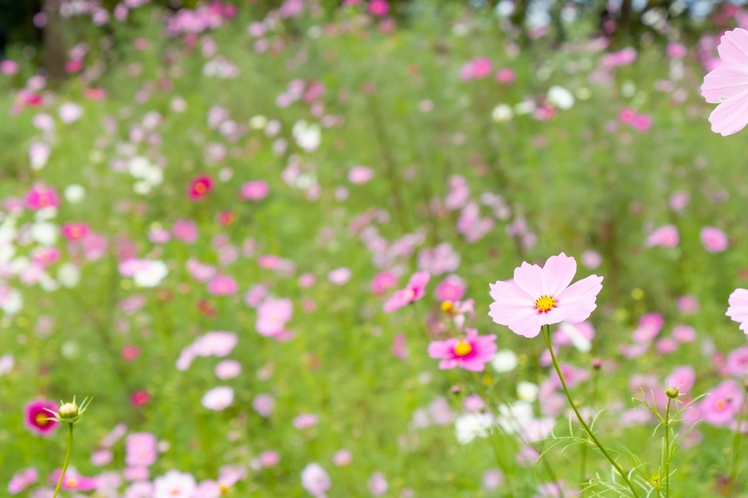 Un campo vibrante de flores en plena floración en varios tonos de rosa y blanco