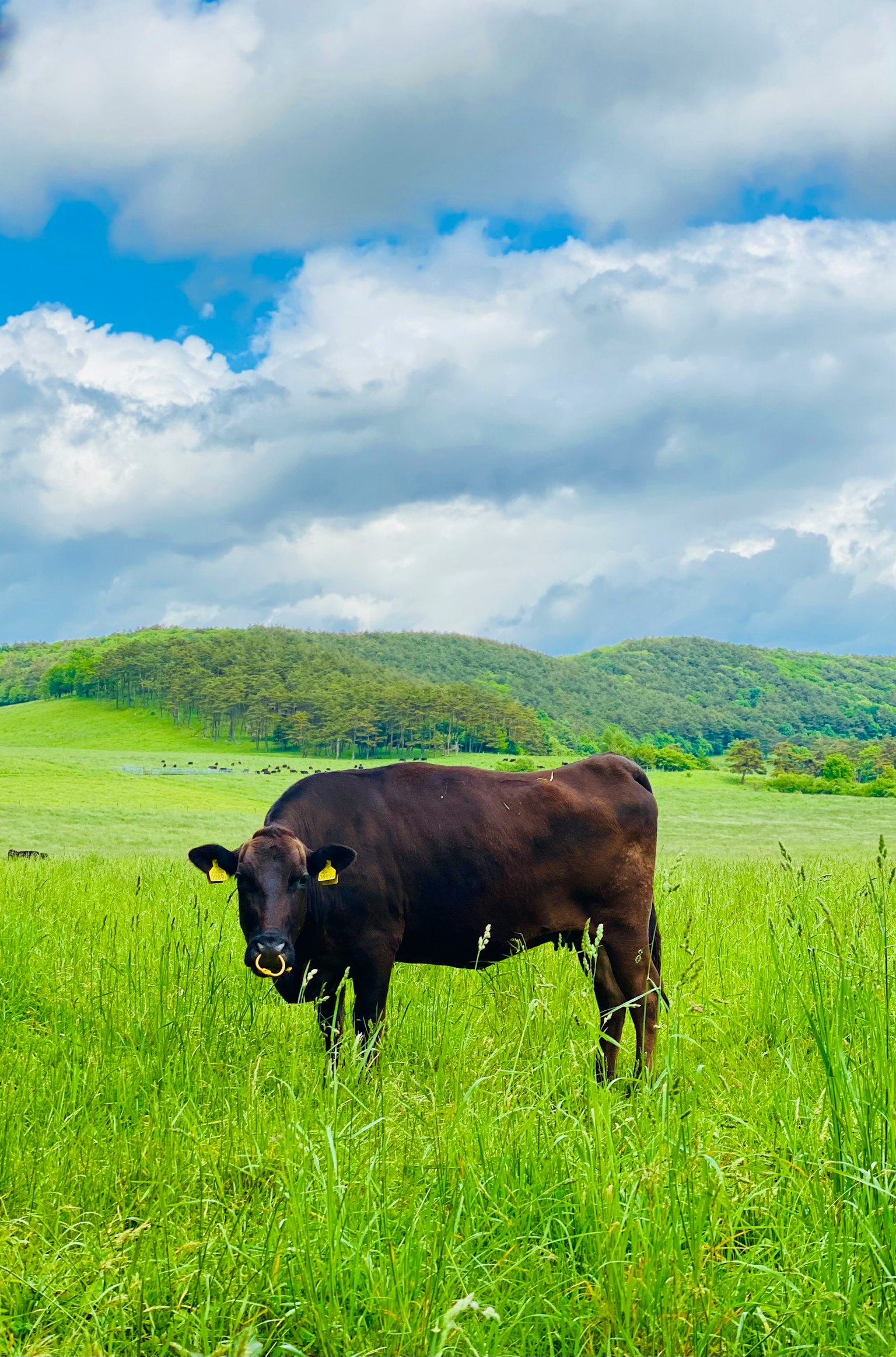 Une vache noire se tenant dans un champ verdoyant sous un ciel bleu